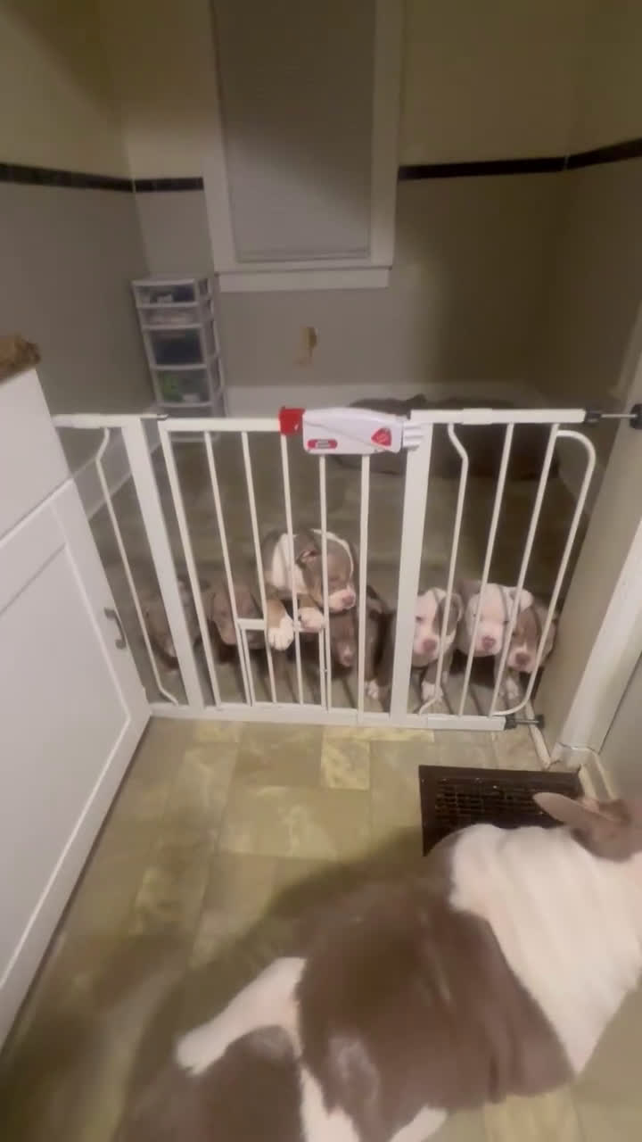 American Bully dogs for sale: American Bully Puppy 7 - Video 1