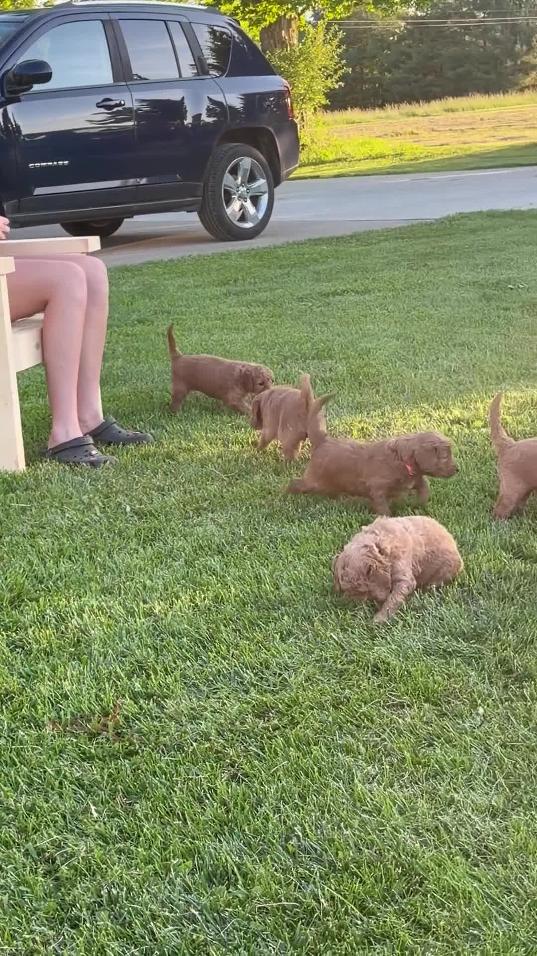 Goldendoodle dogs for sale: Teddy - Video 4