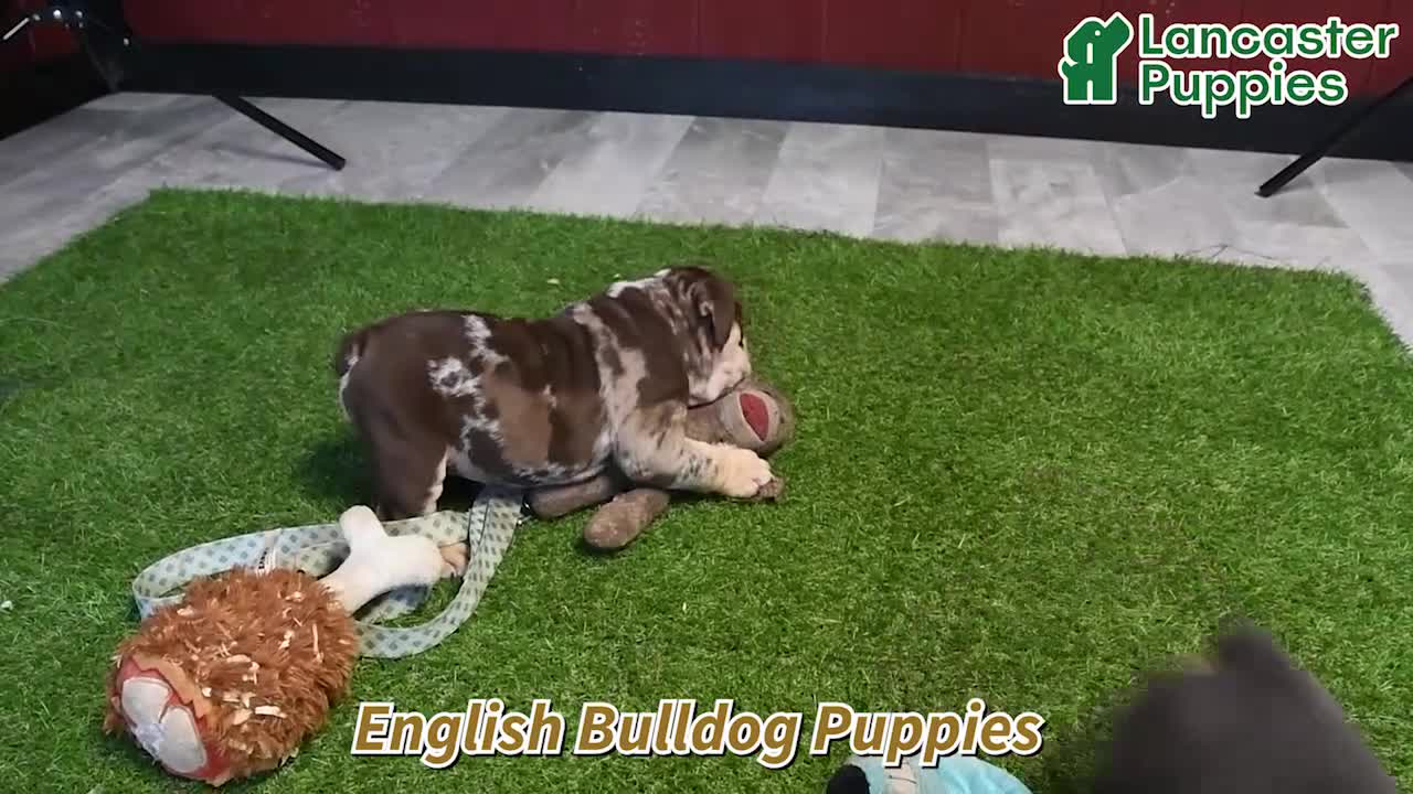 English Bulldog dogs for sale: Peggy - Video 1