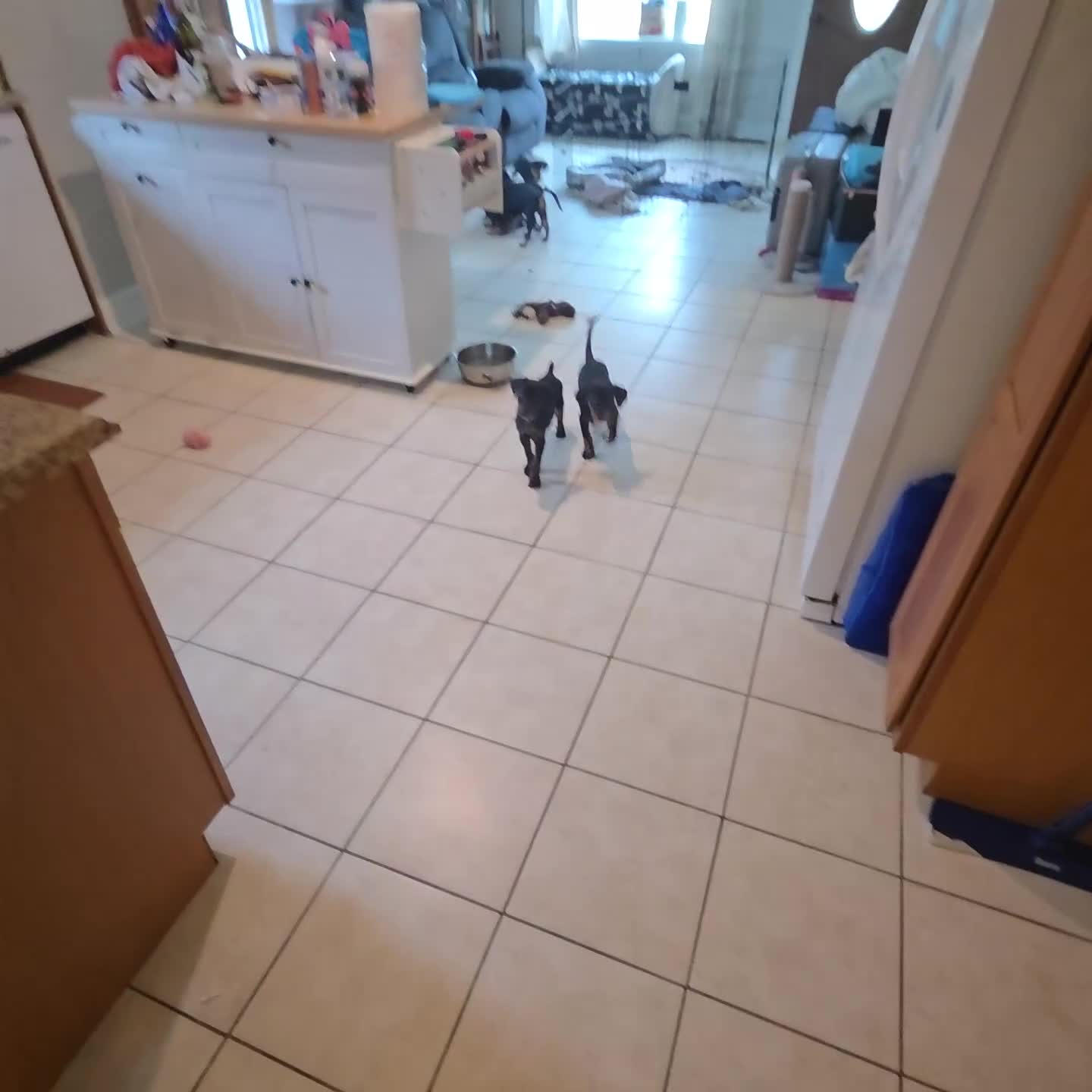 Mixed Breed dogs for sale: Ms. Jasmine - Video 1