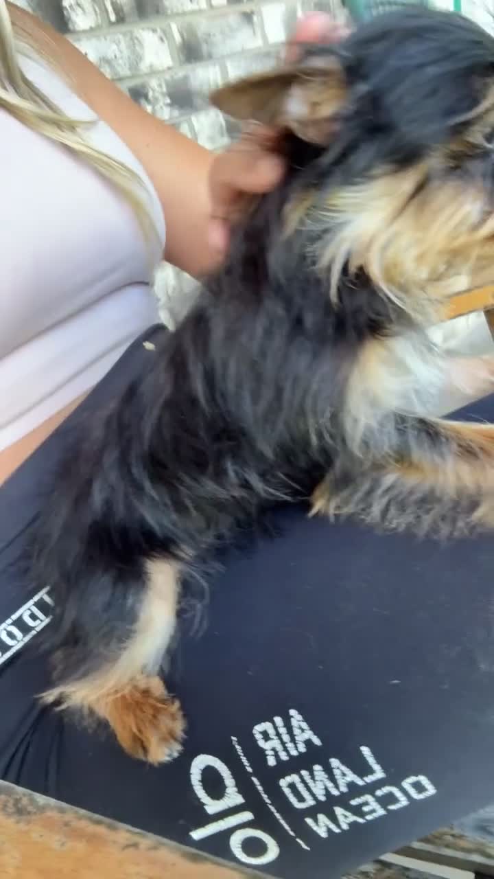 Yorkshire Terrier dogs for sale: Yorkshire Terrier 1 - Video 1