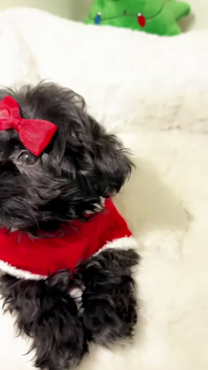 Shihpoo dogs for sale: Livvi  - Video 2