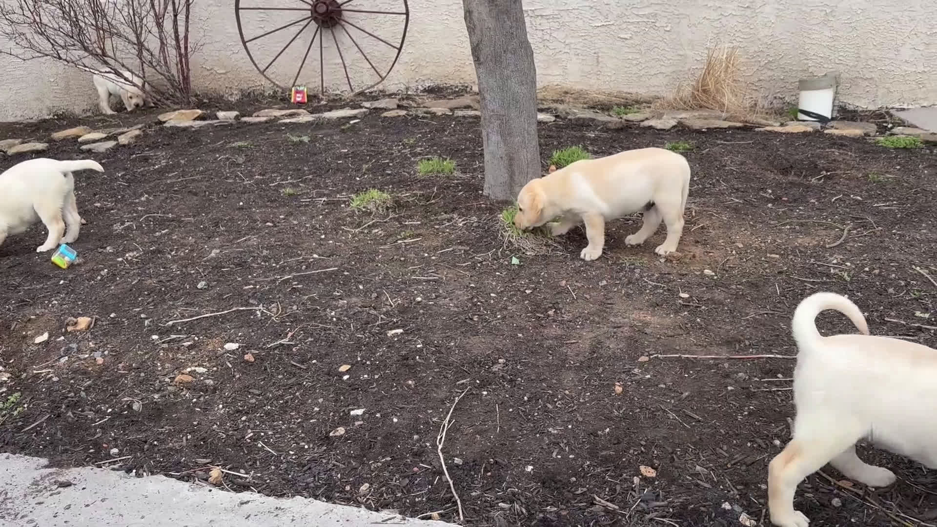 Labrador Retriever dogs for sale: Harley - Video 1