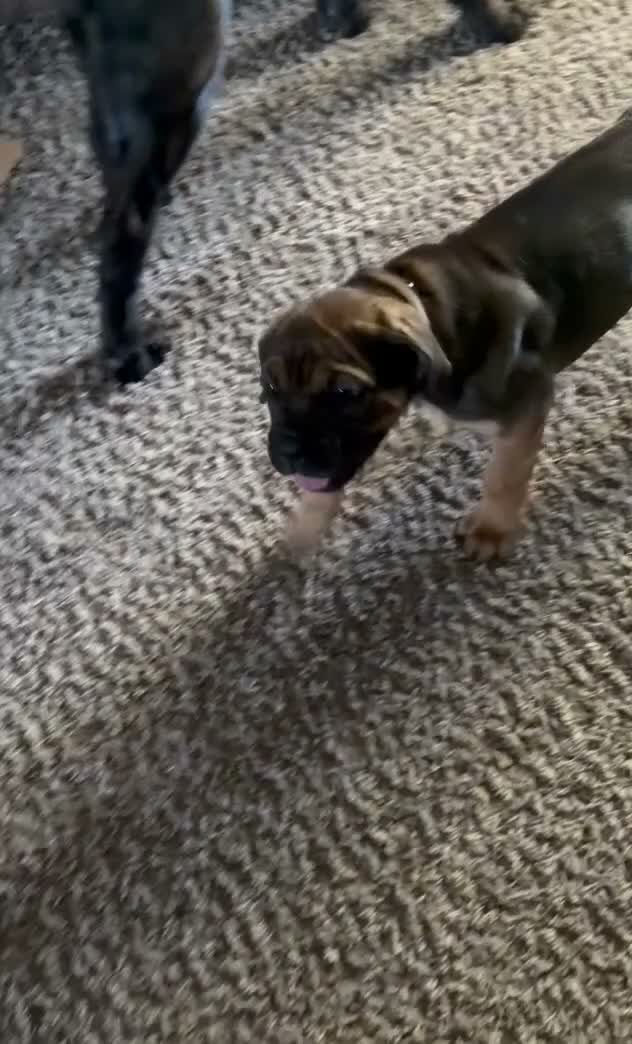 Cane Corso dogs for sale: Cane Corso 8 - Video 1