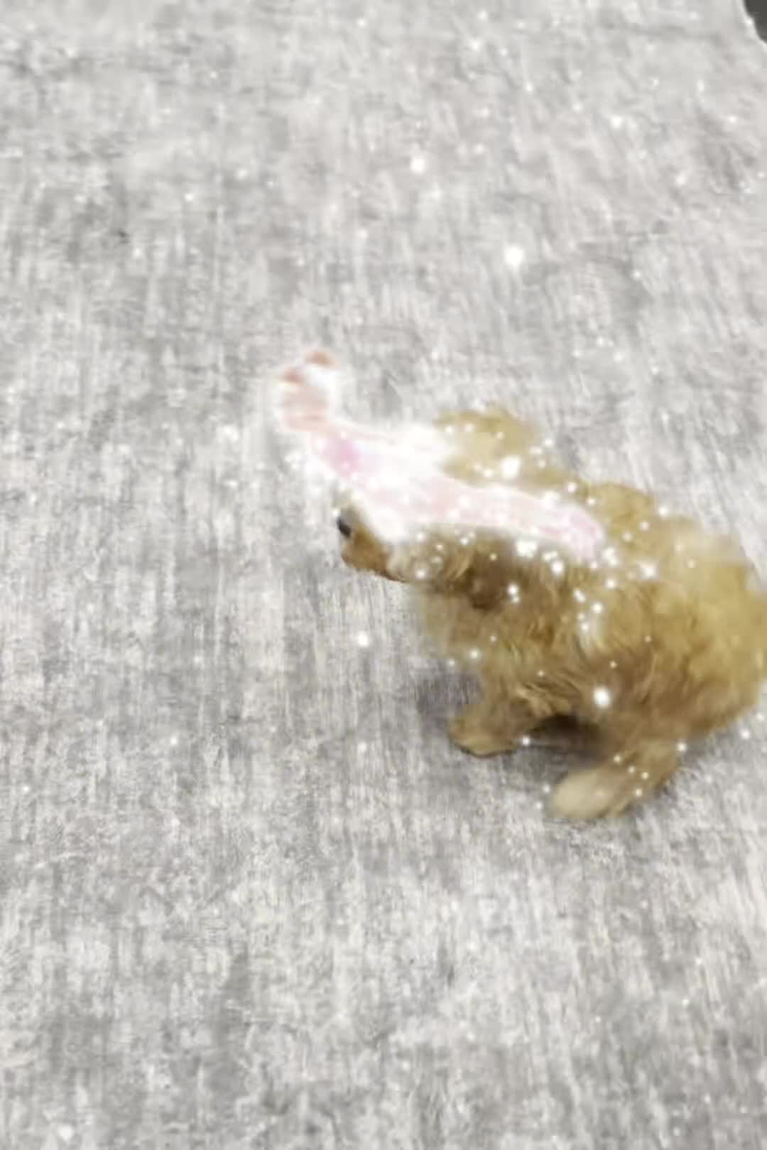 Maltipoo dogs for sale: Pookie - Video 1