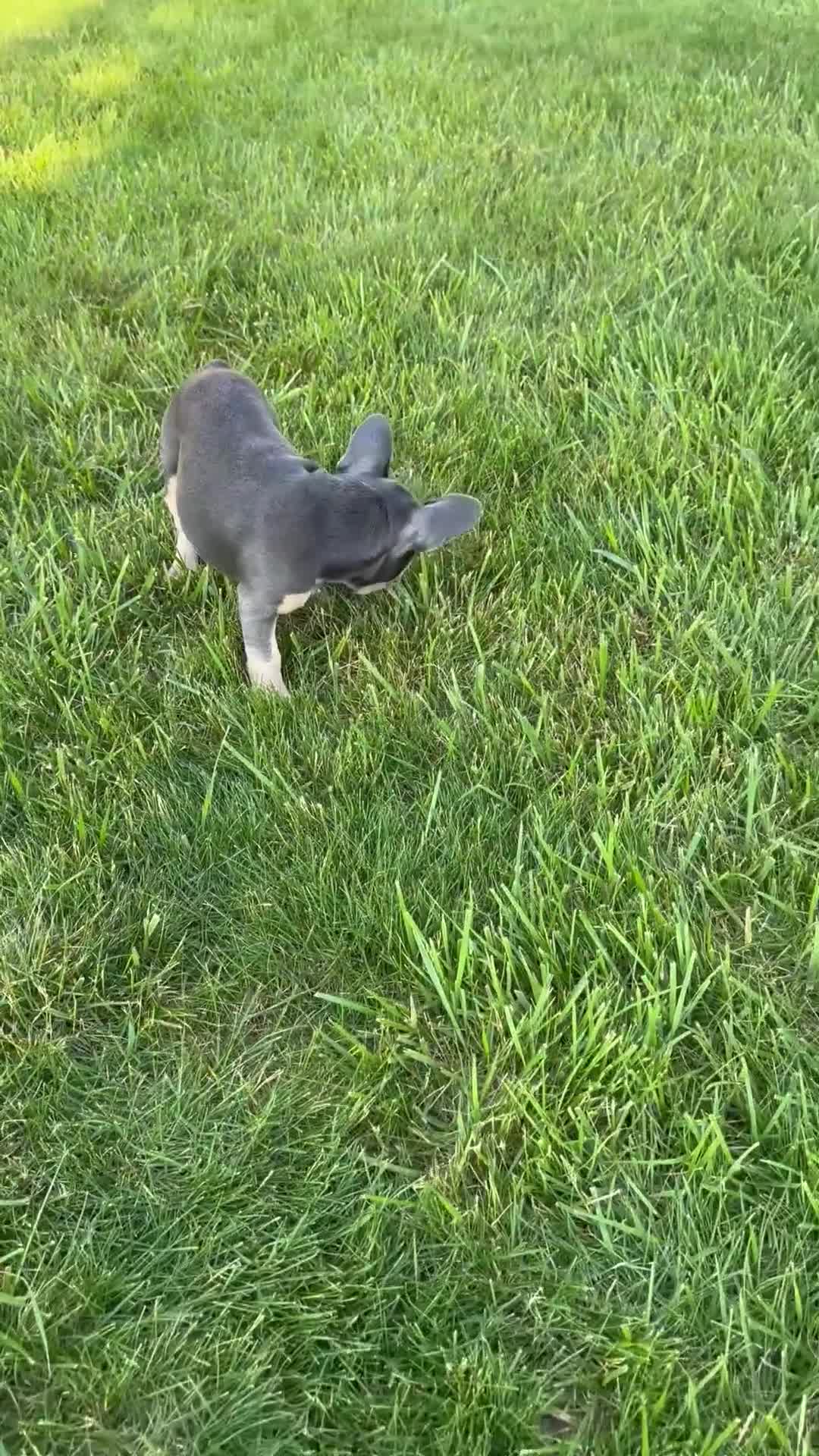 French Bulldog dogs for sale: Lola - Video 4