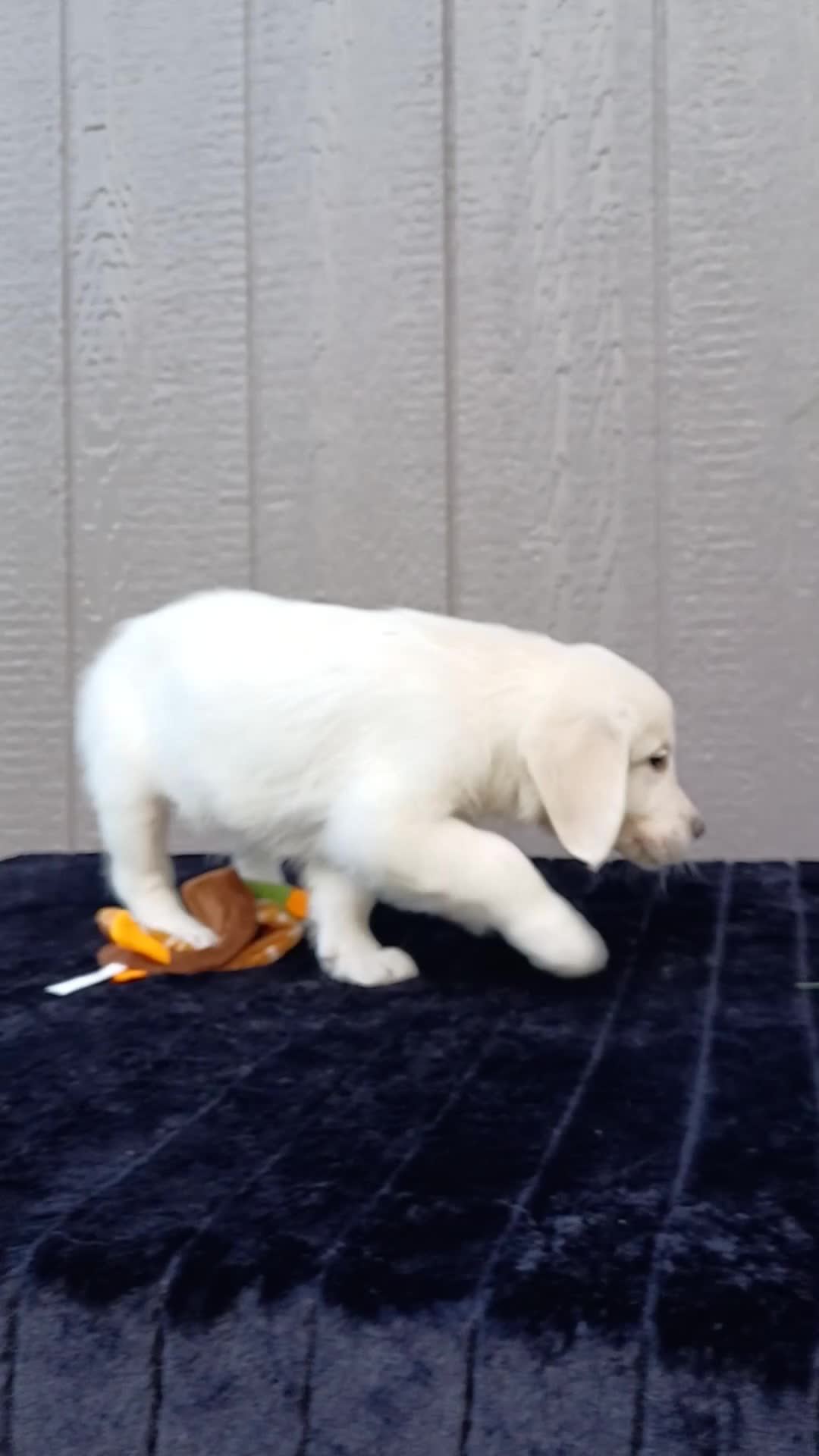Golden Retriever dogs for sale: Ana - Video 1