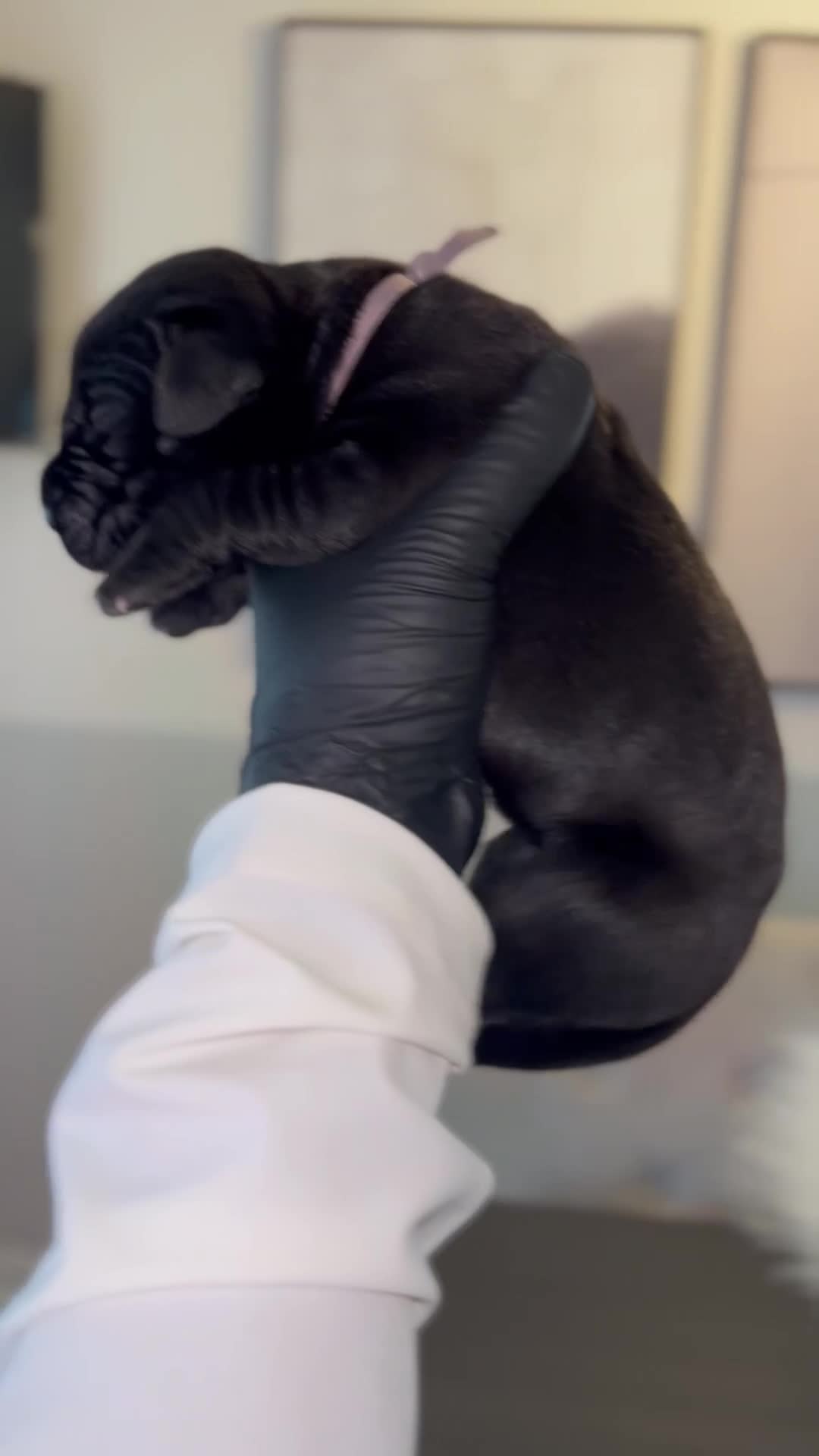 Cane Corso dogs for sale: Merlot - Video 1
