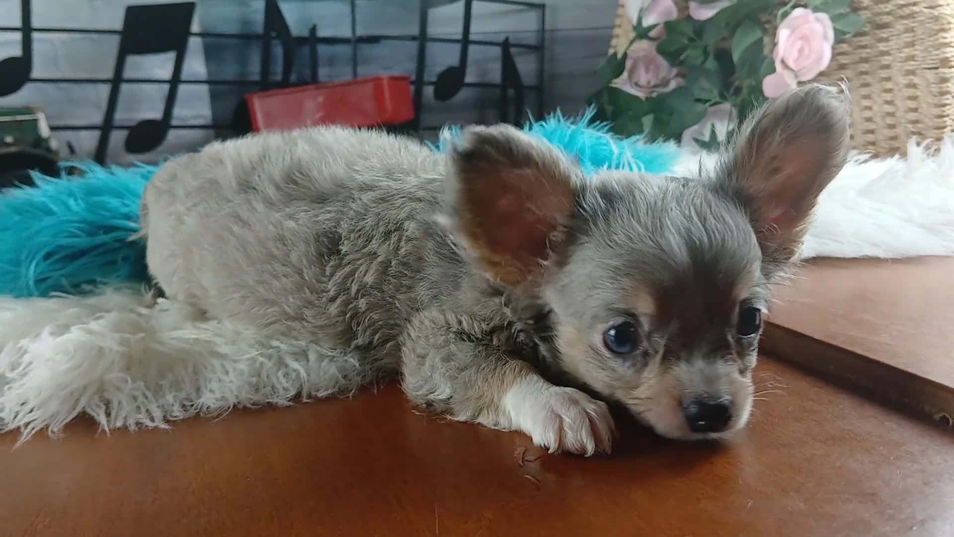 Chihuahua dogs for sale: Hand Delivery. Teacup applehead female - Video 2
