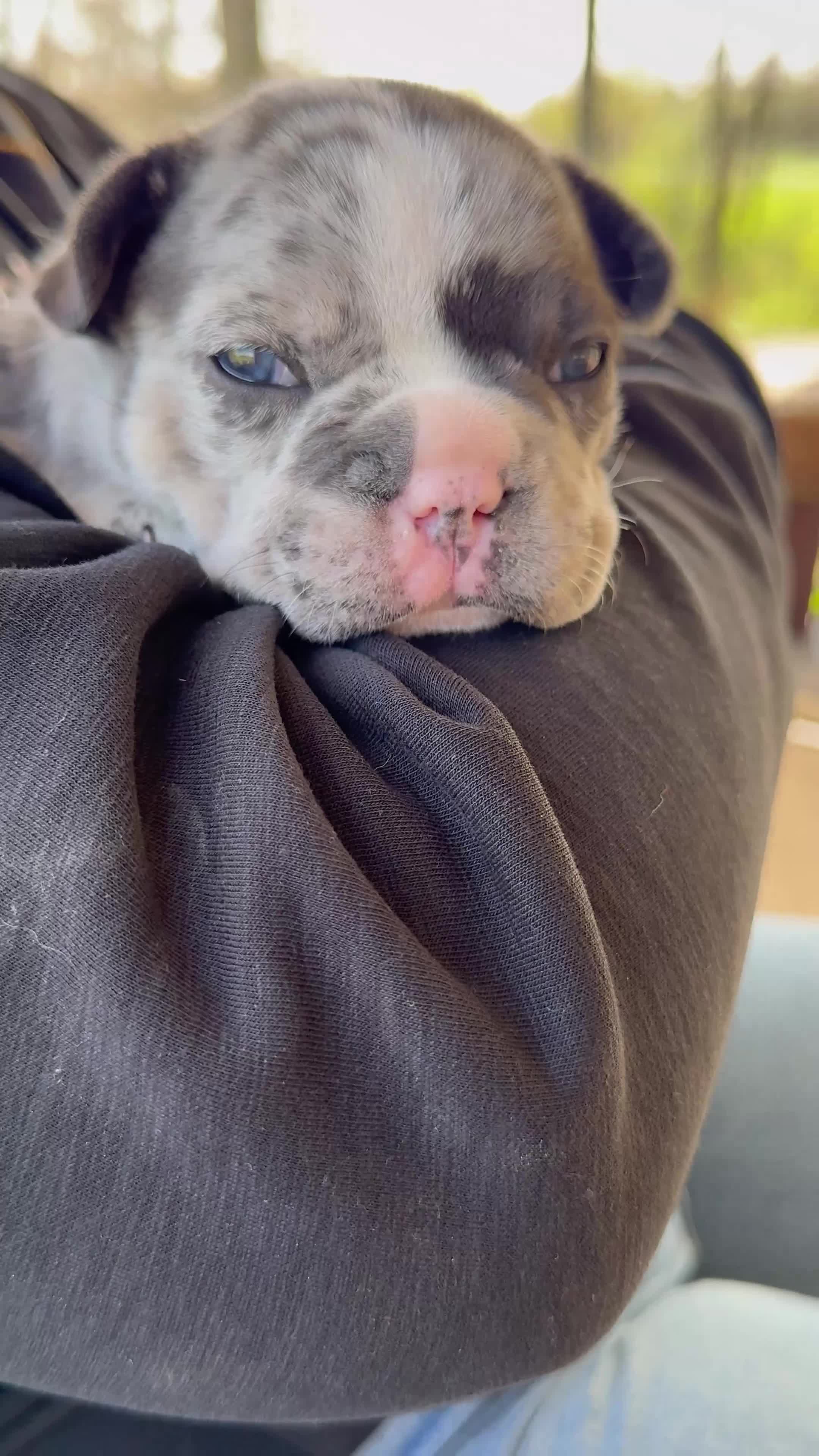Frenchton dogs for sale: Frenchton Puppy 3 (walker) - Video 2