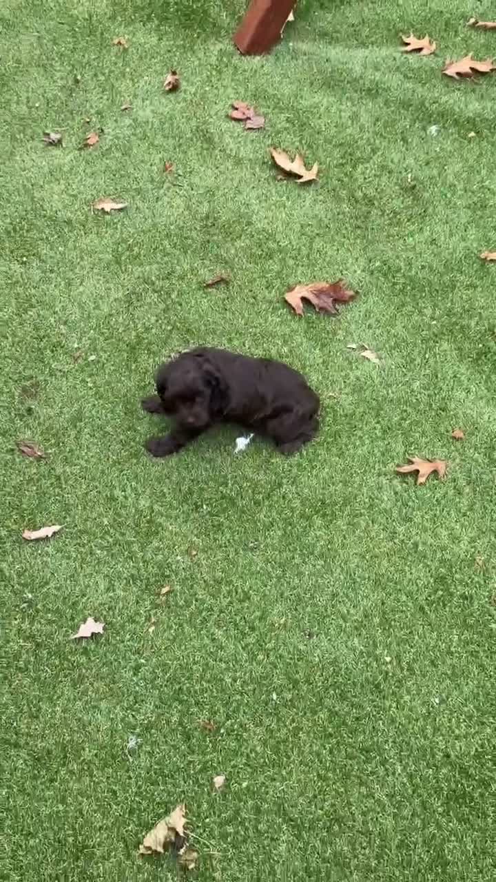 Aussiedoodle dogs for sale: Rocky - Video 1