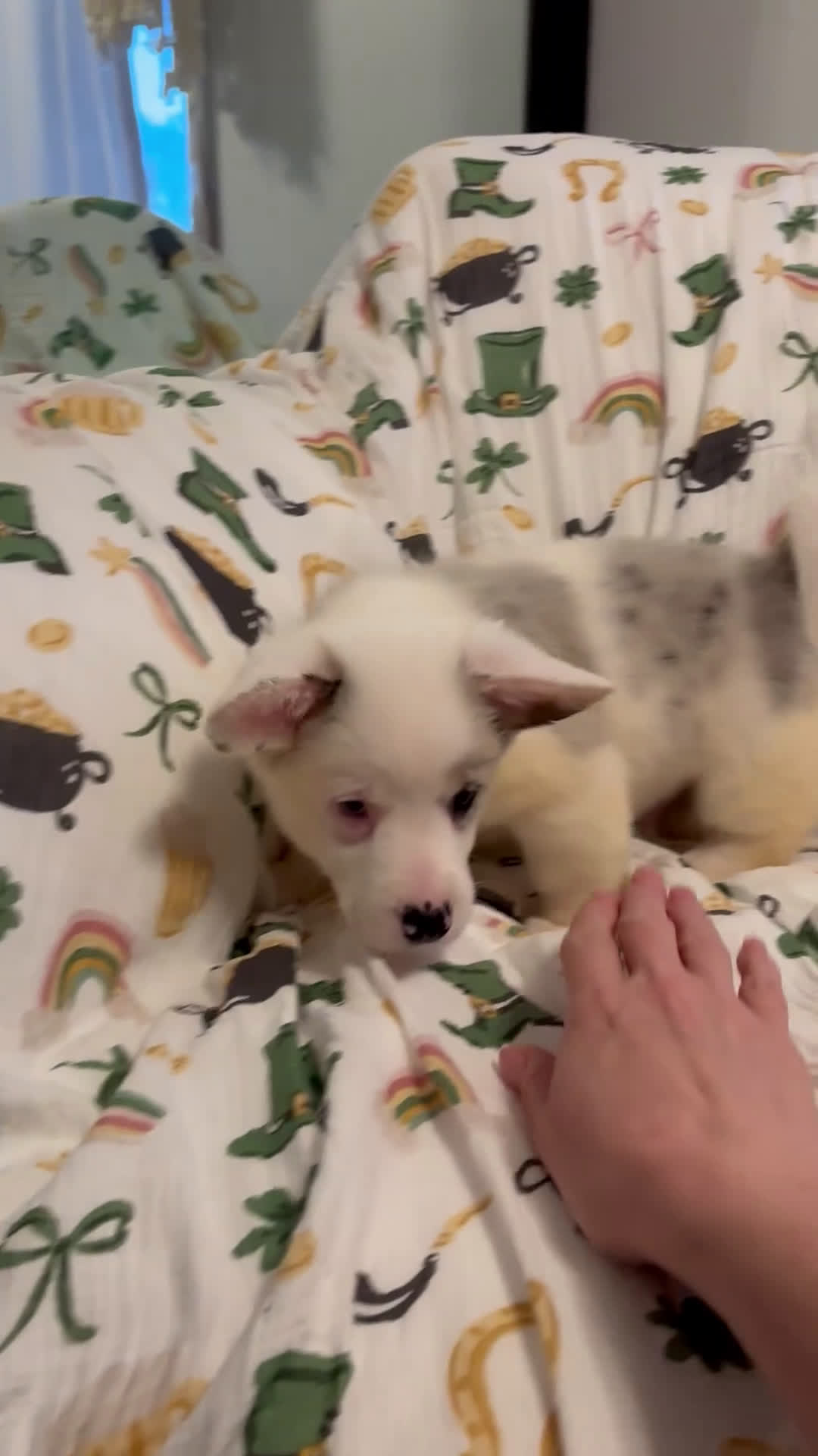 Mixed Breed dogs for sale: Bear - Video 1