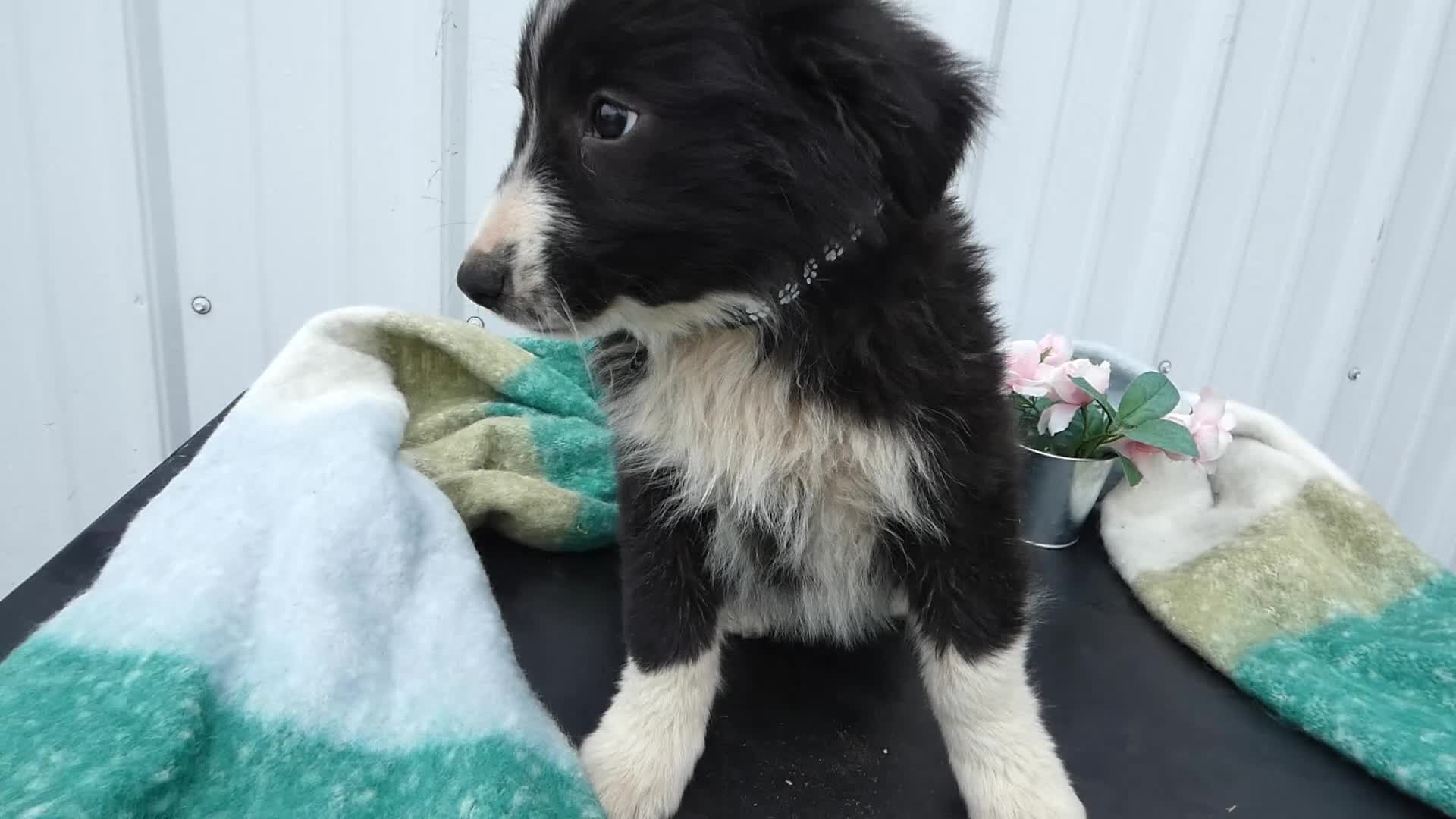 Border Collie dogs for sale: Border Collie Puppy 3 Trisha - Video 1