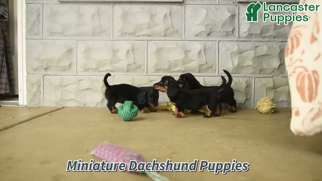 Miniature Dachshund dogs for sale: Puddles - Video 1