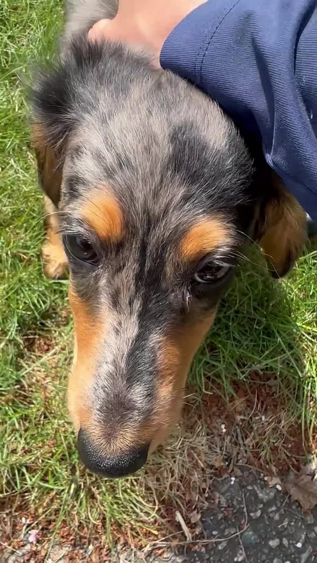 Miniature Dachshund dogs for sale: Miniature Dachshund Puppy 1 - Video 1