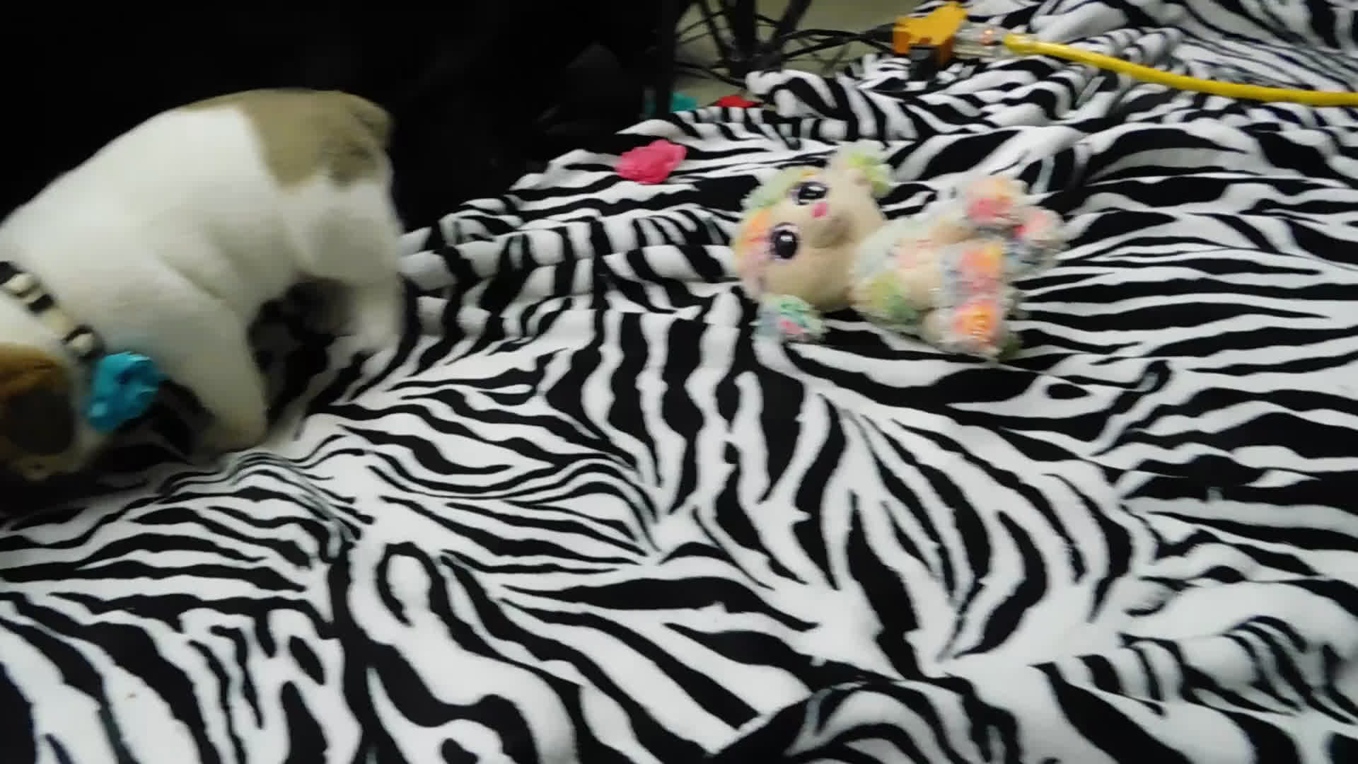 Mixed Breed dogs for sale: Rowdy - Video 2