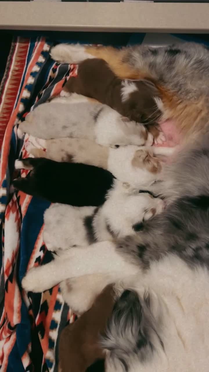 Australian Shepherd dogs for sale: “Riggs” Red Tri Male  - Video 4