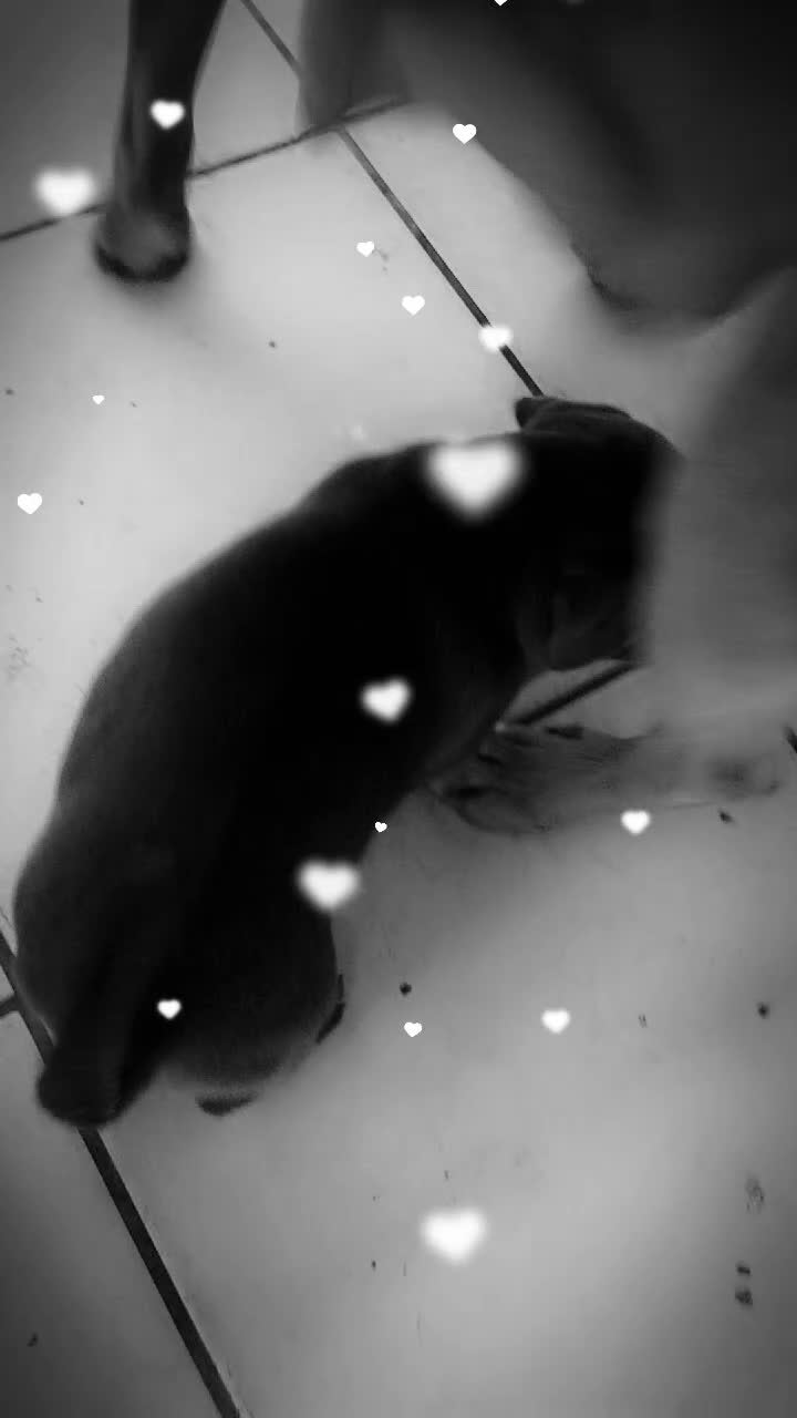 American Bully dogs for sale: Johnathan - Video 1