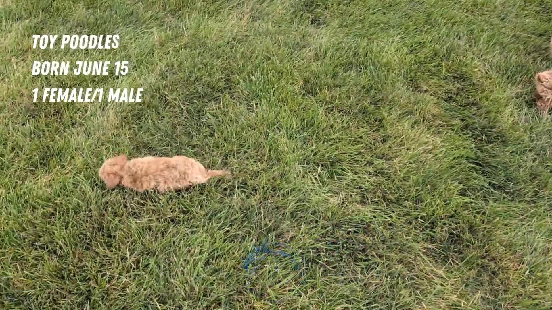 Toy Poodle dogs for sale: Lando - Video 2