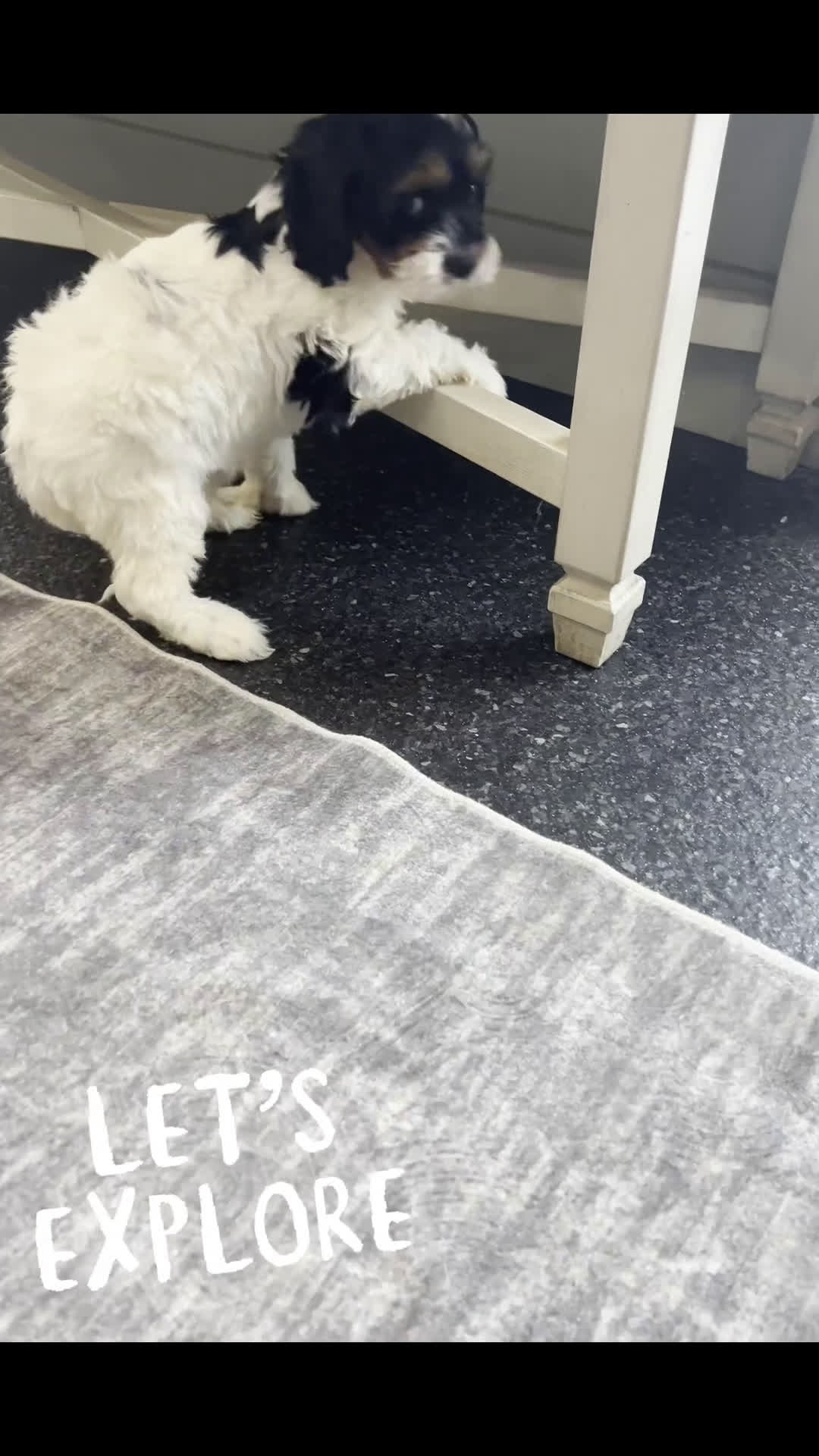 Cavapoo dogs for sale: Teddy Adorable Champion Line Cavapoo - Video 5