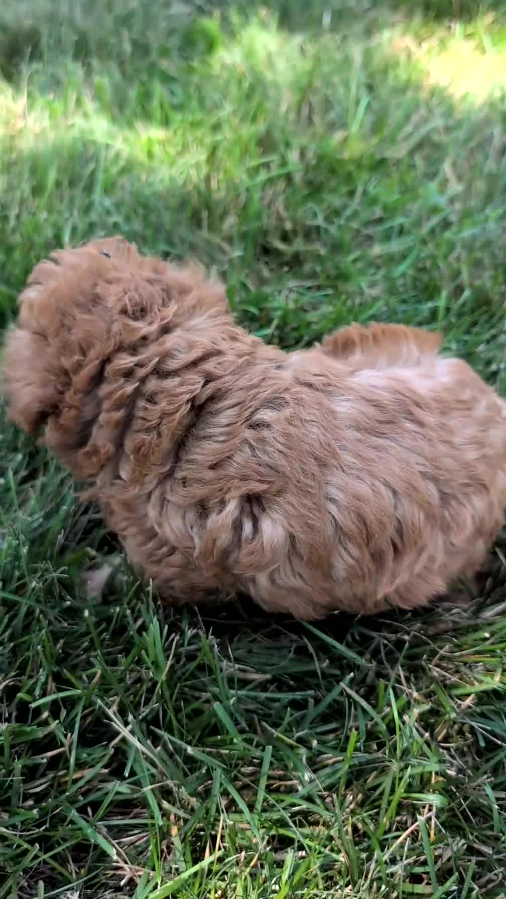 Toy Poodle dogs for sale: Max - Video 1