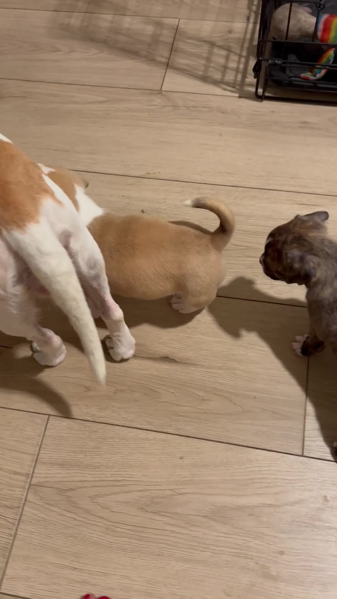 Mixed Breed dogs for sale: Mixed Breed 3 - Video 1