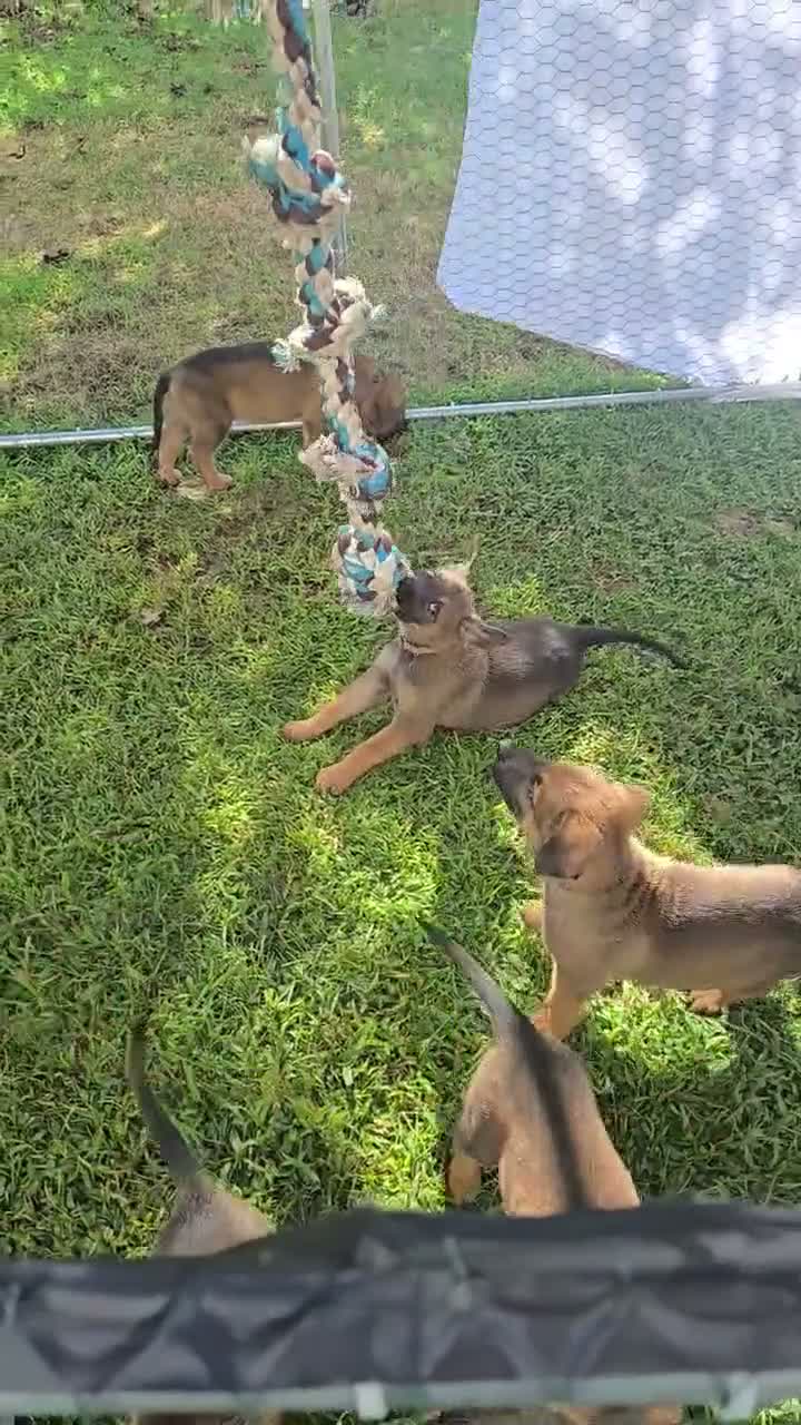 Mixed Breed dogs for sale: Mixed Breed 4 - Video 1