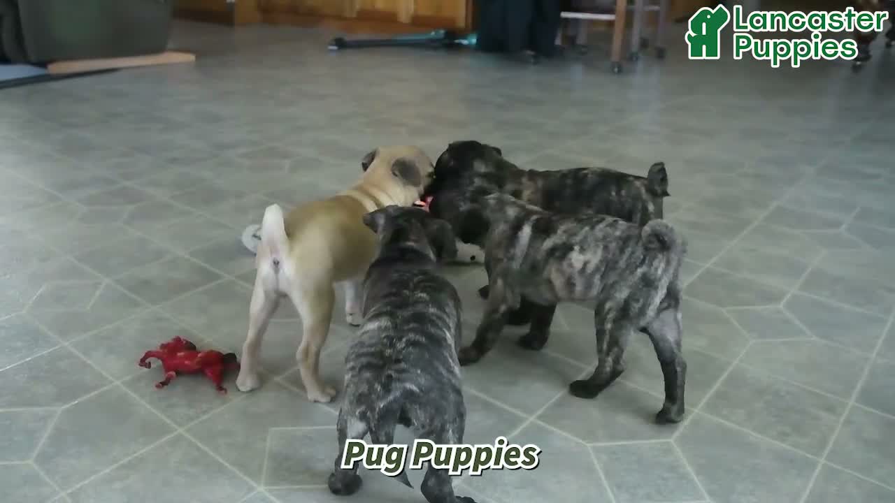 Pug dogs for sale: Macey - Video 1