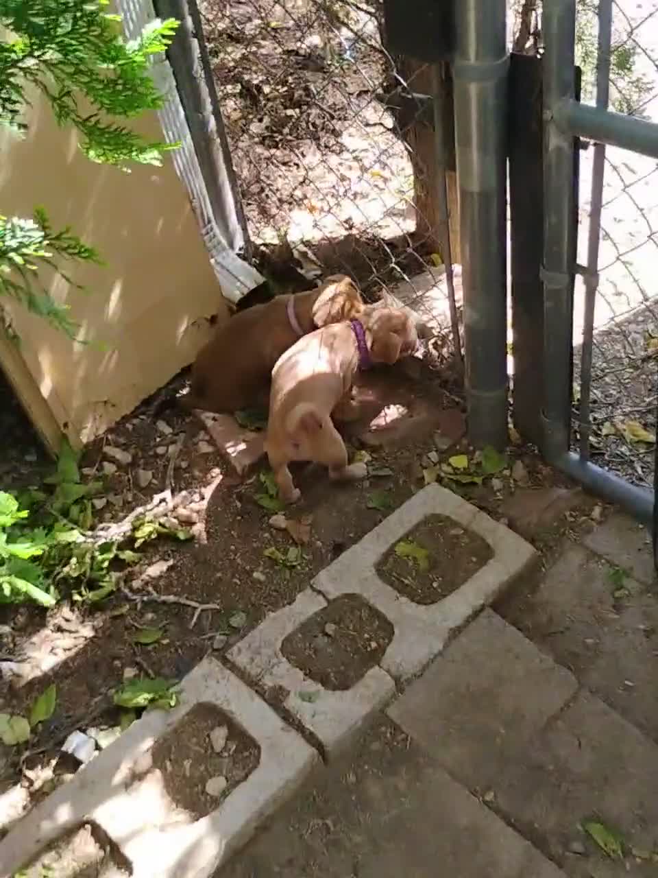 Mixed Breed dogs for sale: Mixed Breed 3 - Video 1