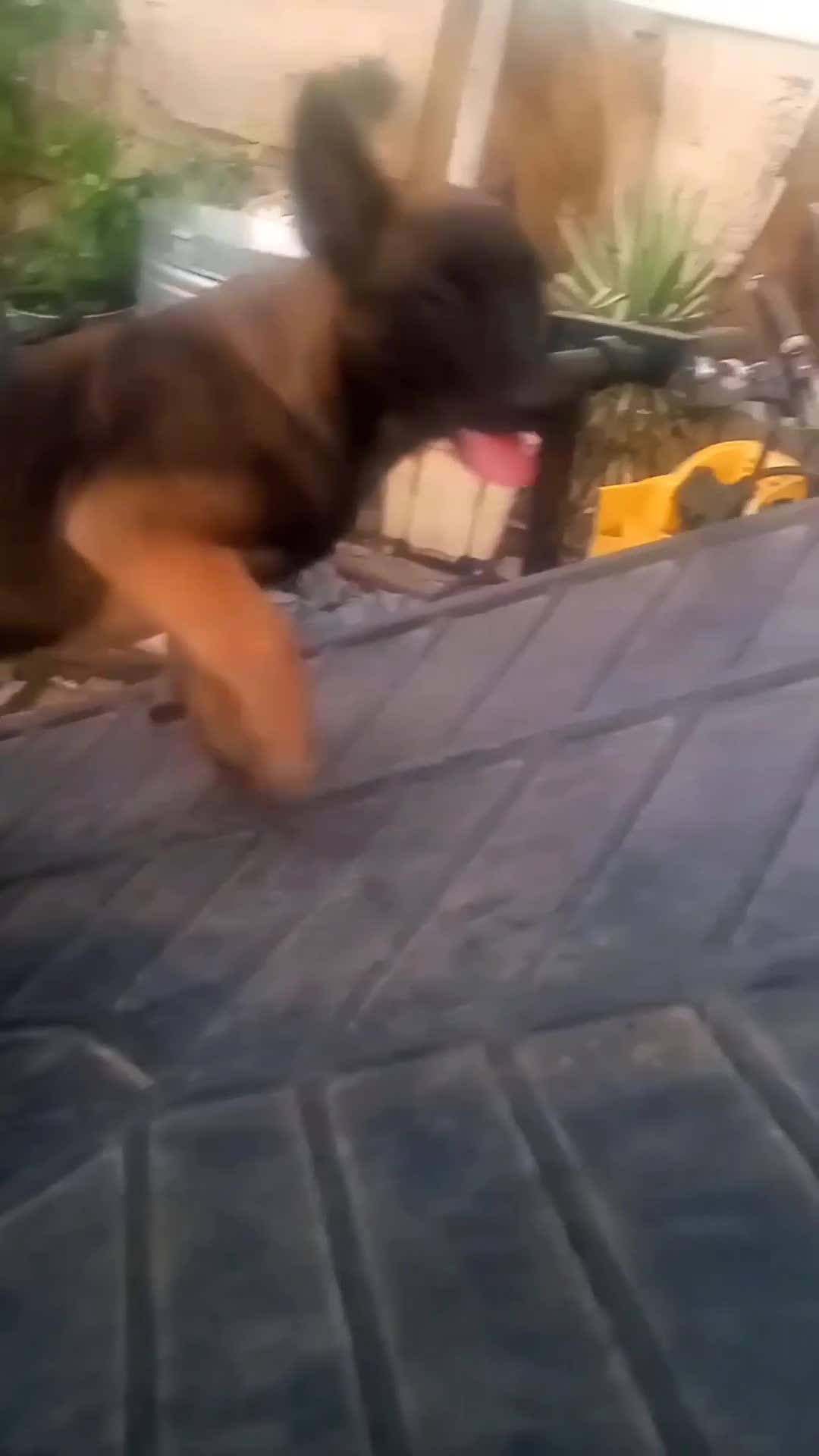 Belgian Malinois dogs for sale: Belgian Malinois Puppy 1 (BALDUR) - Video 2