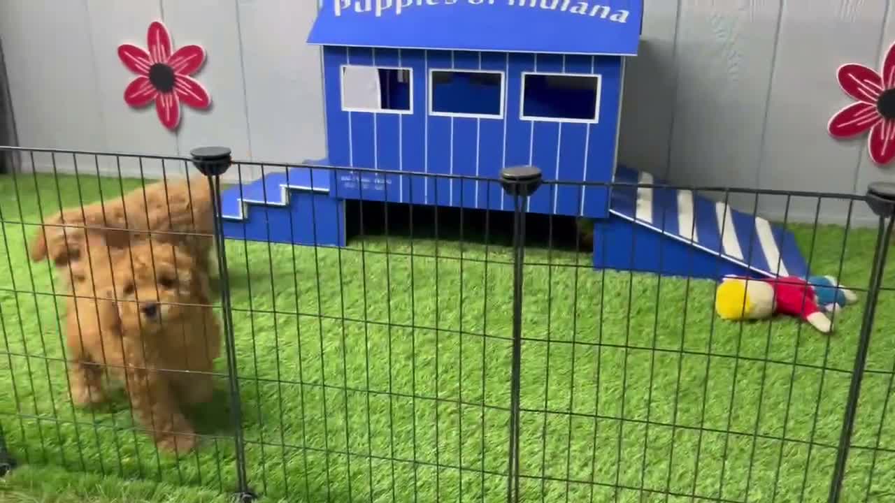 Toy Poodle dogs for sale: Flash - Video 1
