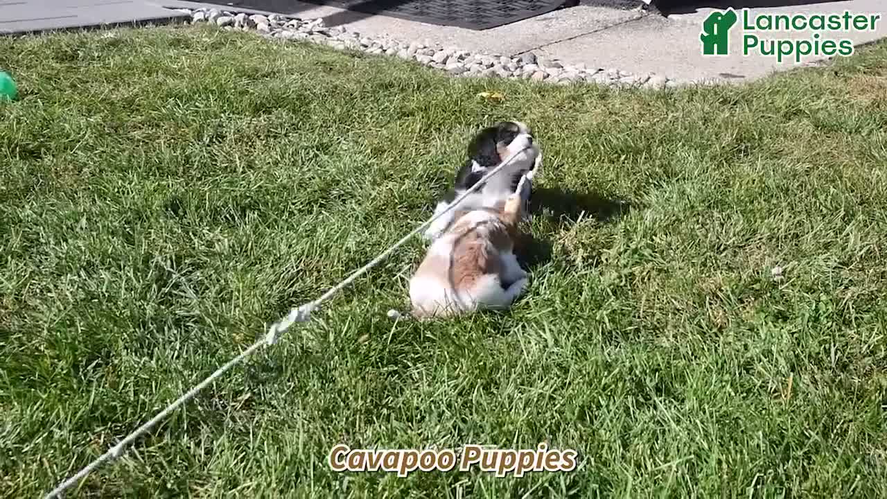 Cavapoo dogs for sale: Harper - Video 1