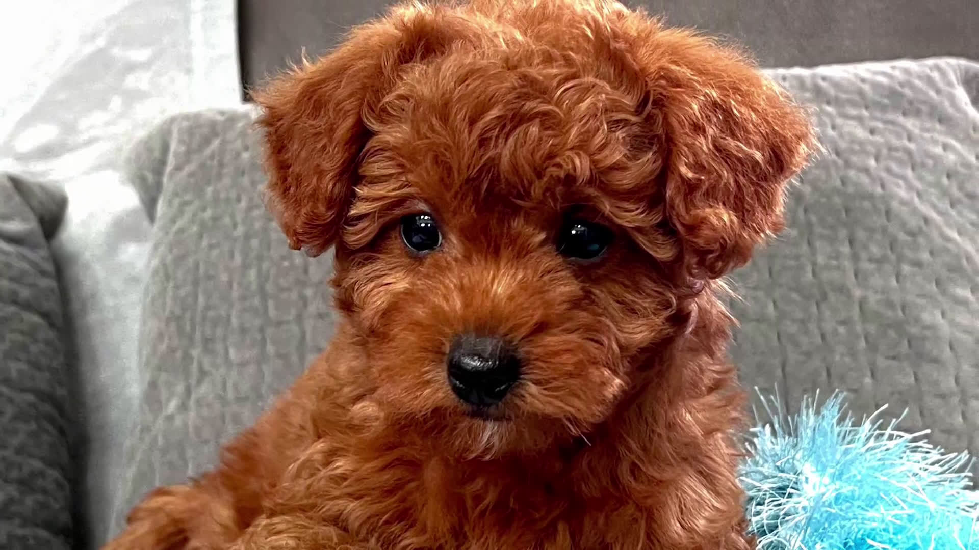 Mini Goldendoodle dogs for sale: Murphey (Micro Mini Boy) - Video 1