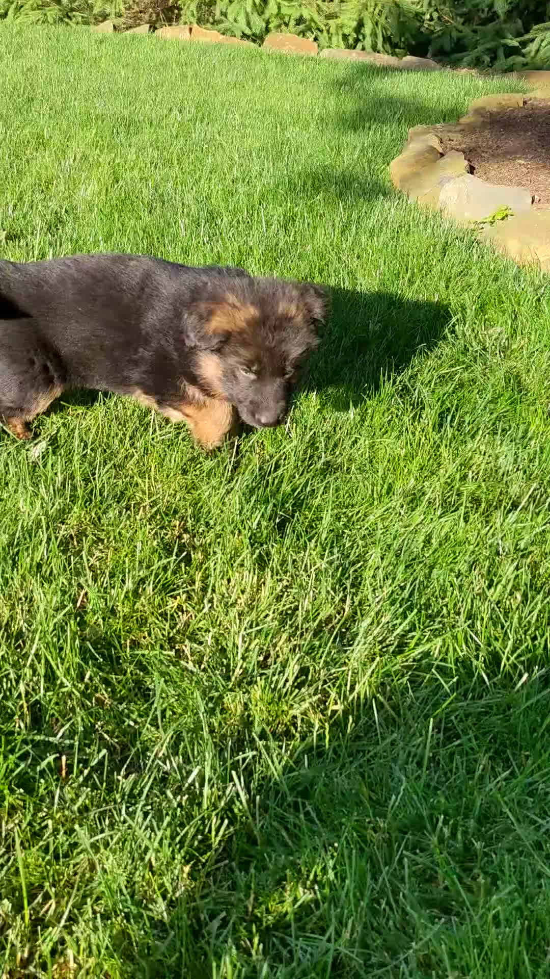 German Shepherd dogs for sale: German Shepherd Puppy 2 - Video 1
