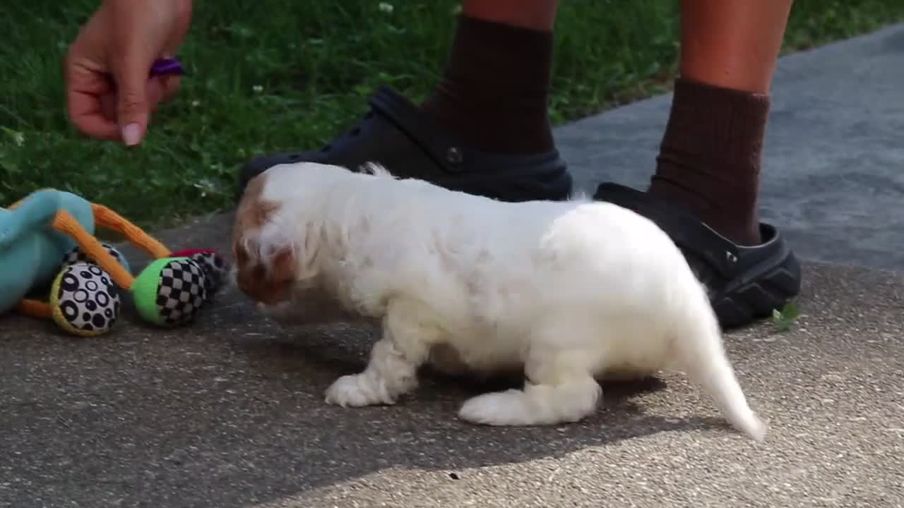 Cavapoo dogs for sale: Rubble - Video 3