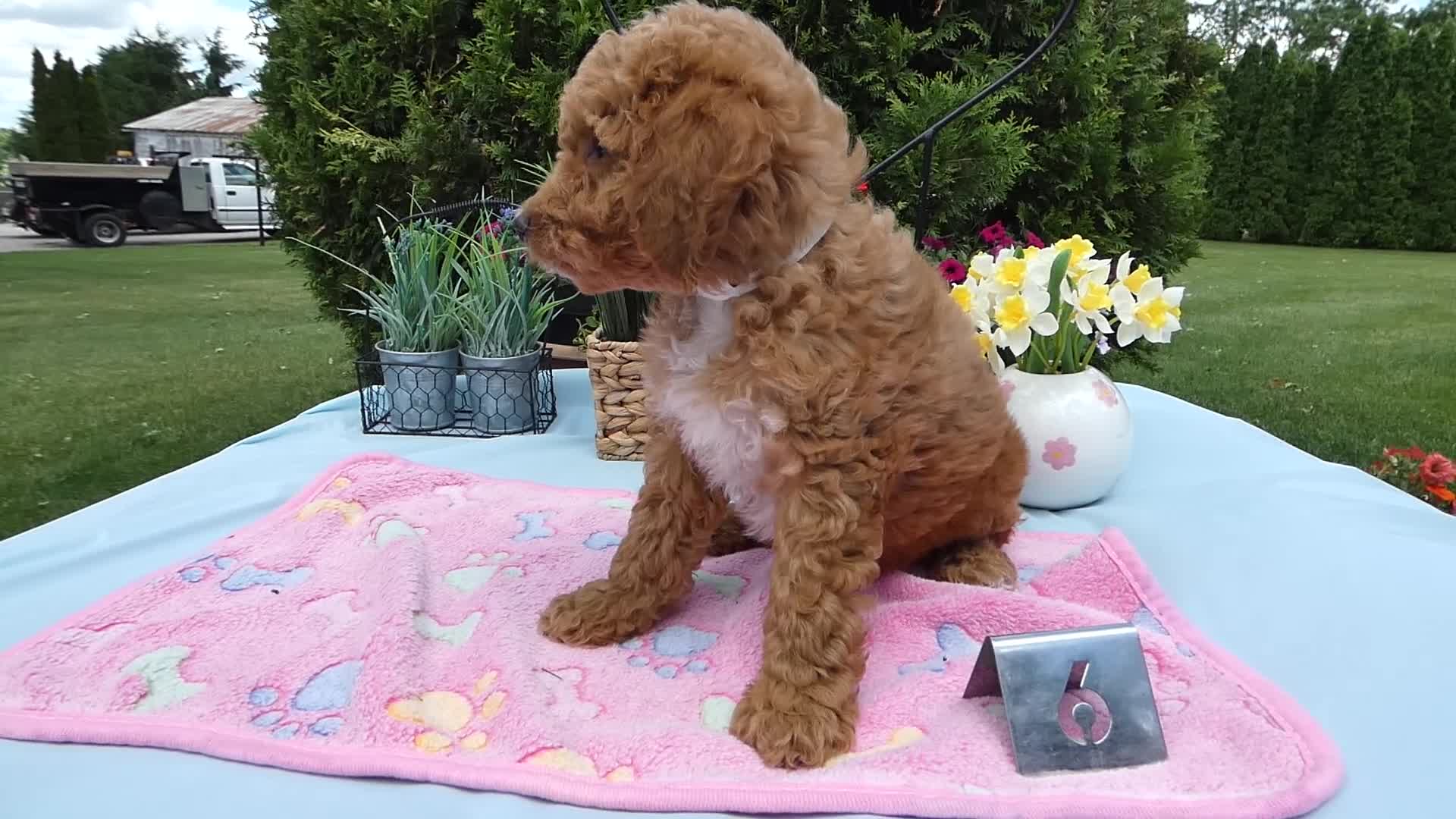 Mini Goldendoodle dogs for sale: Mini Goldendoodle 6 Rana - Video 1