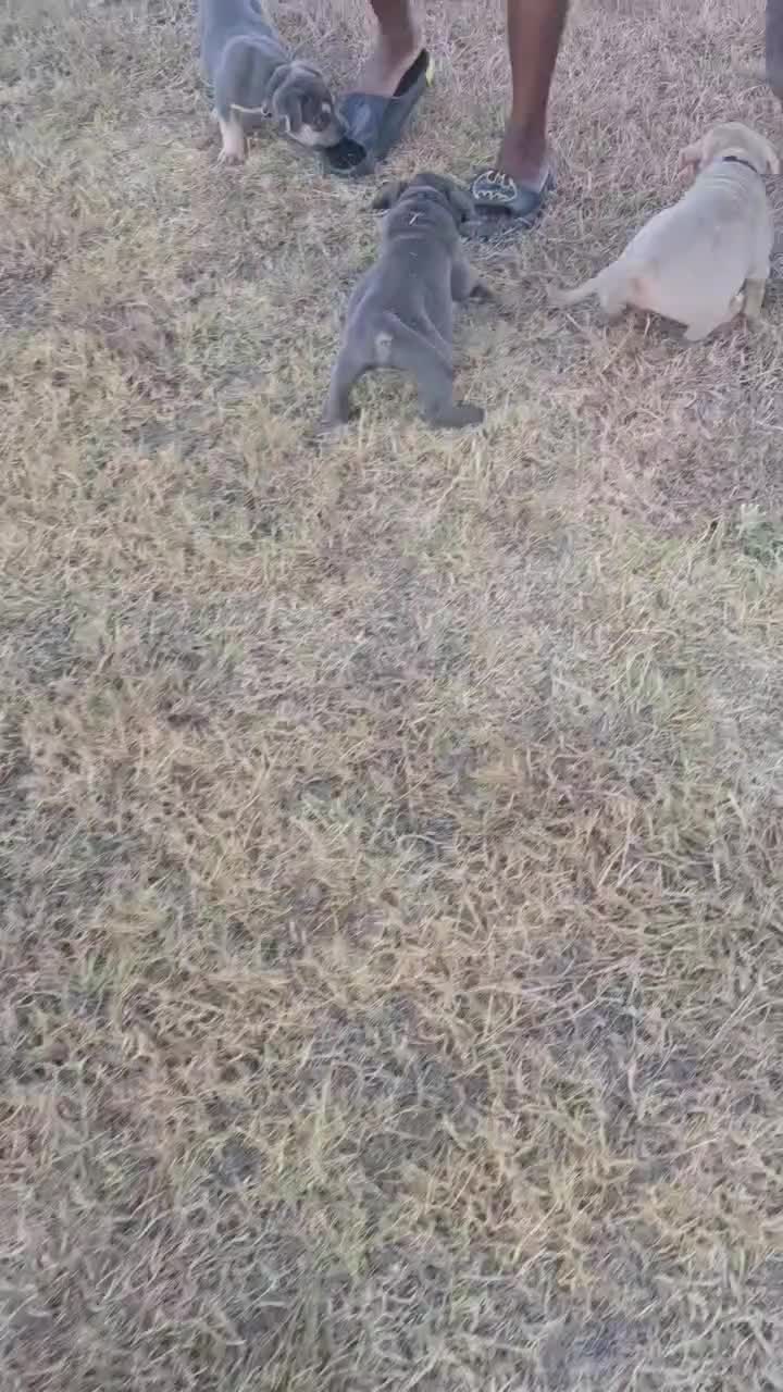 American Bully dogs for sale: Golden - Video 1