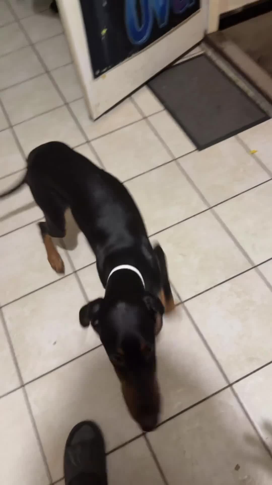 Doberman Pinscher dogs for stud: Leila - Video 1