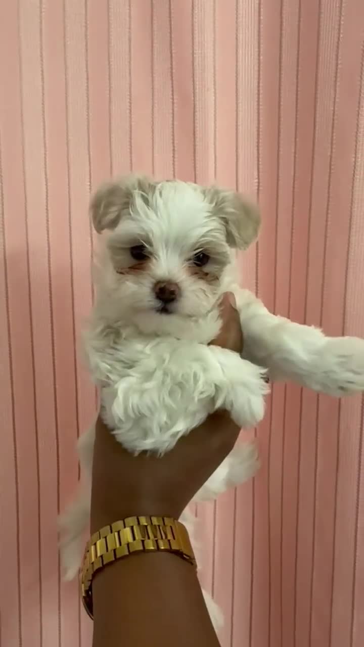 Maltipoo dogs for sale: Maltipoo Puppy 1 - Video 2