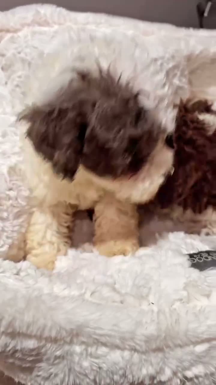Toy Poodle dogs for sale: Tiny Bambi - Video 2