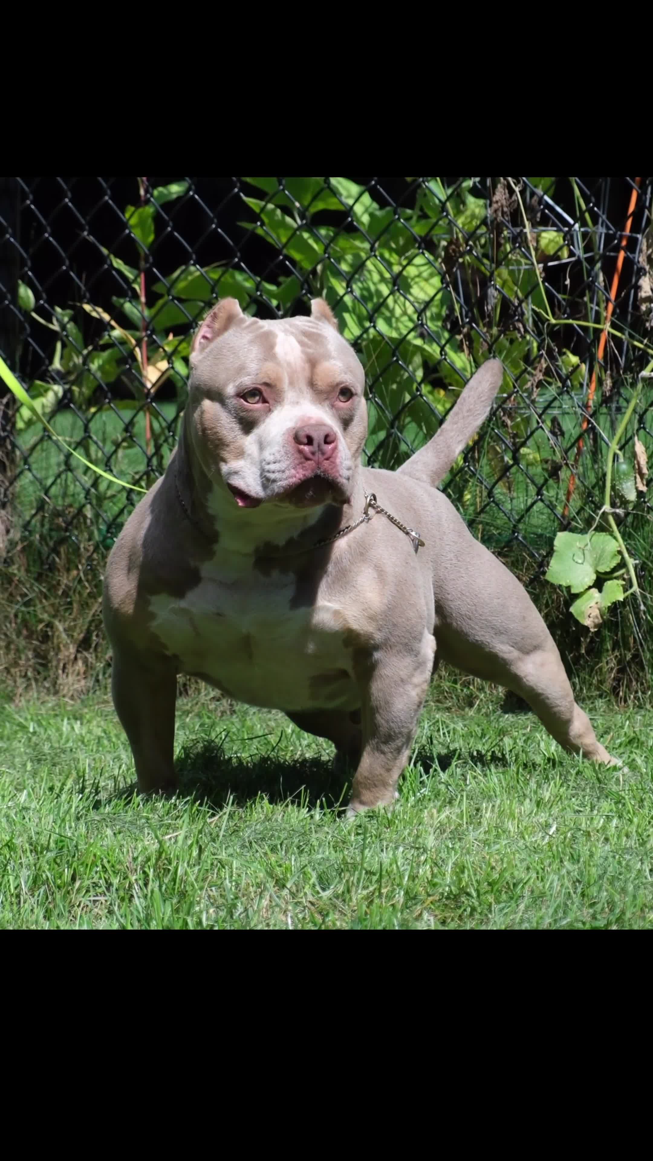 American Bully dogs for sale: Luck  - Video 3