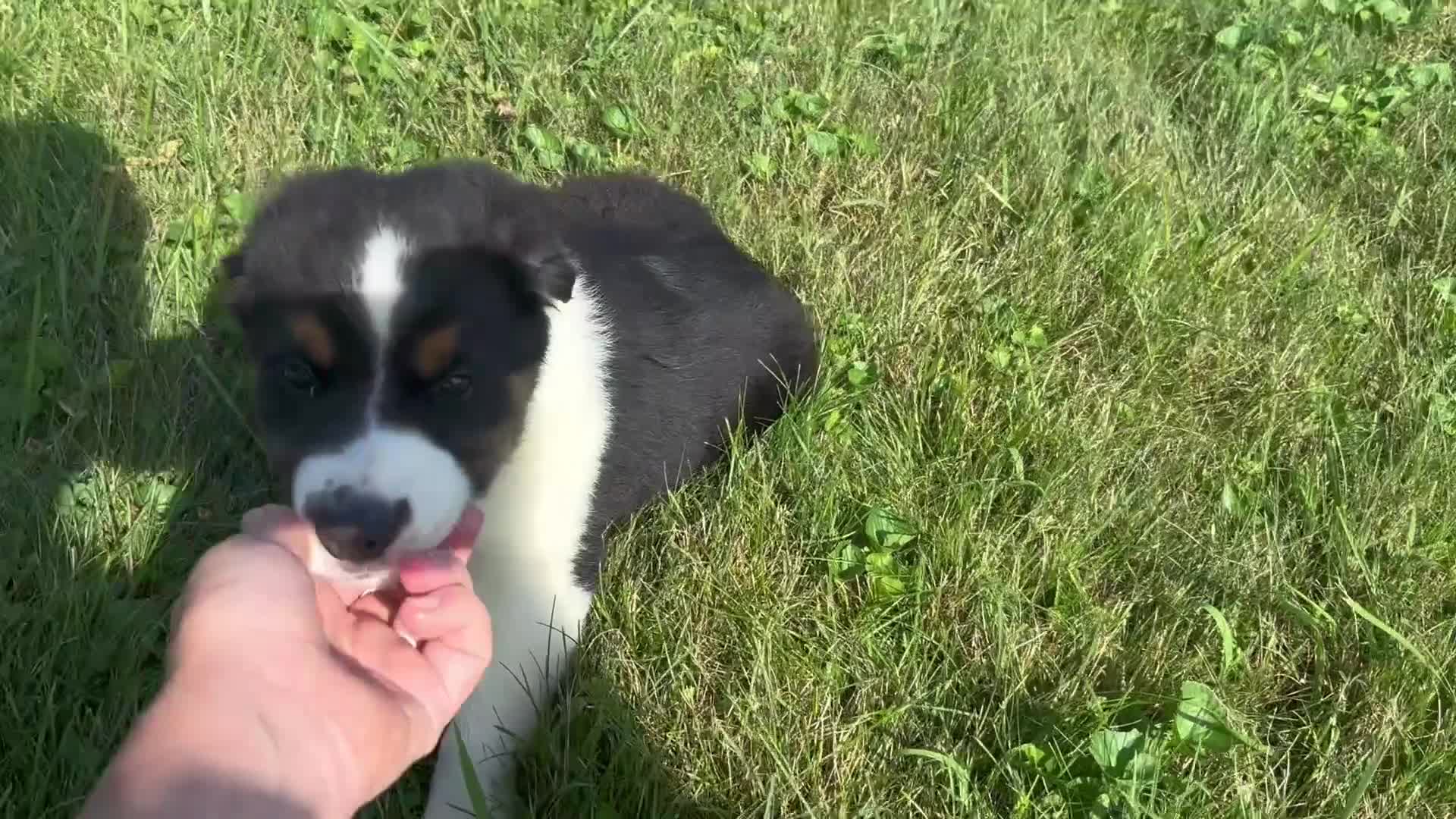 Miniature Australian Shepherd dogs for sale: #7 Bear - Video 1
