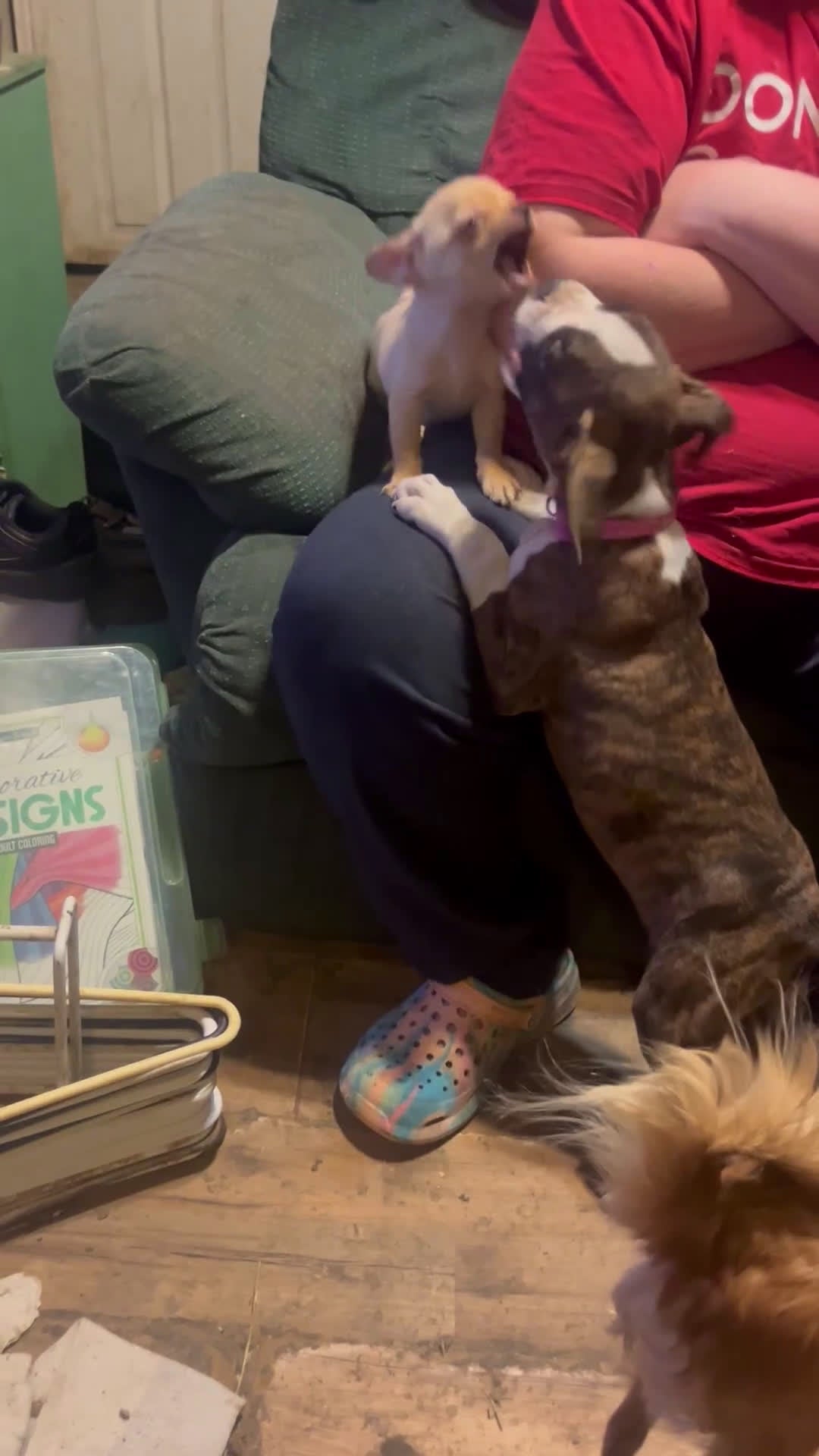 Boxer dogs for sale: Little Britches - Video 1