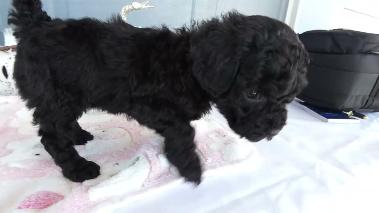 Toy Poodle dogs for sale: Toy Poodle 2 Bella - Video 1