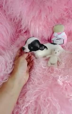 Chihuahua dogs for sale: Teacup Chihuahua Hand Delivery - Video 1