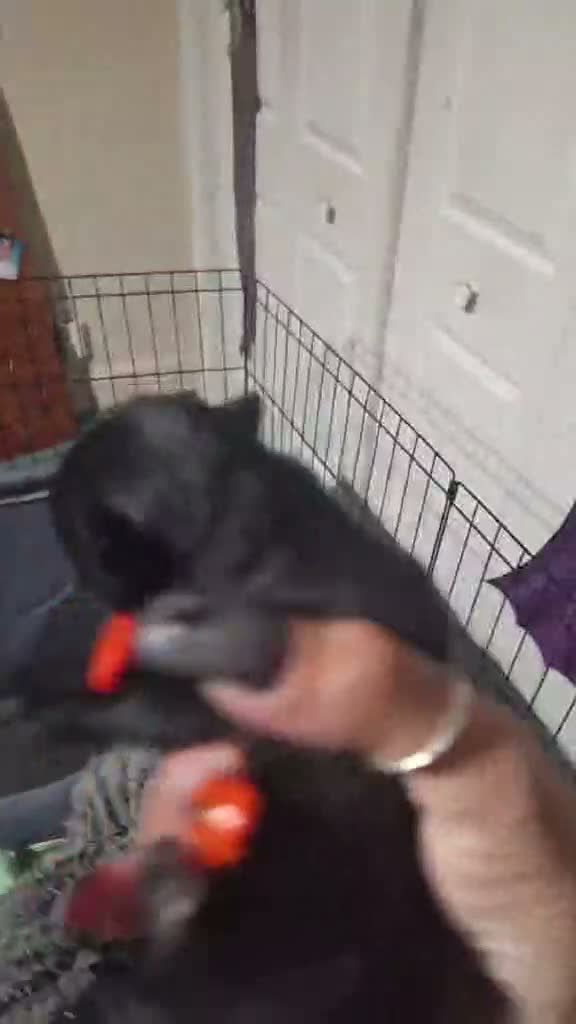 Pomeranian dogs for sale: Jason - Video 1