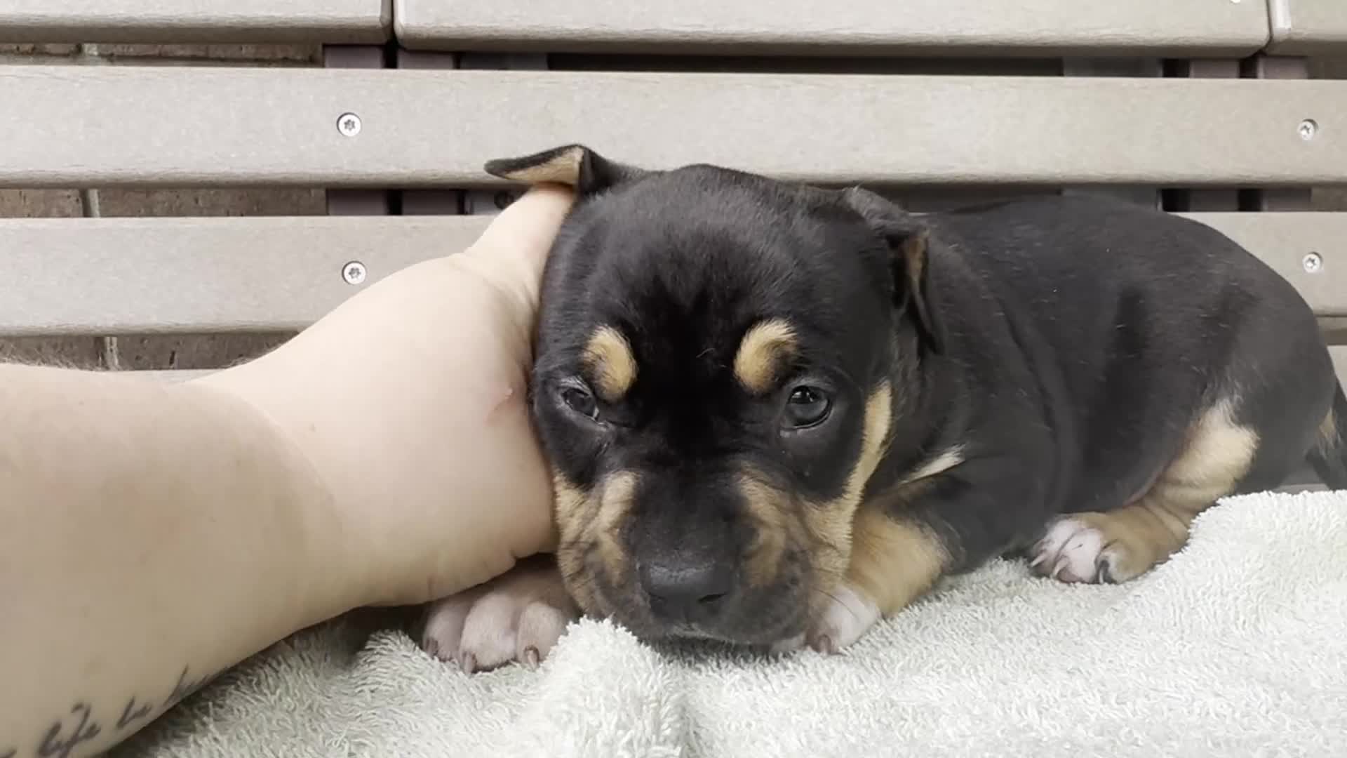 American Bully dogs for sale: Gia - Video 1