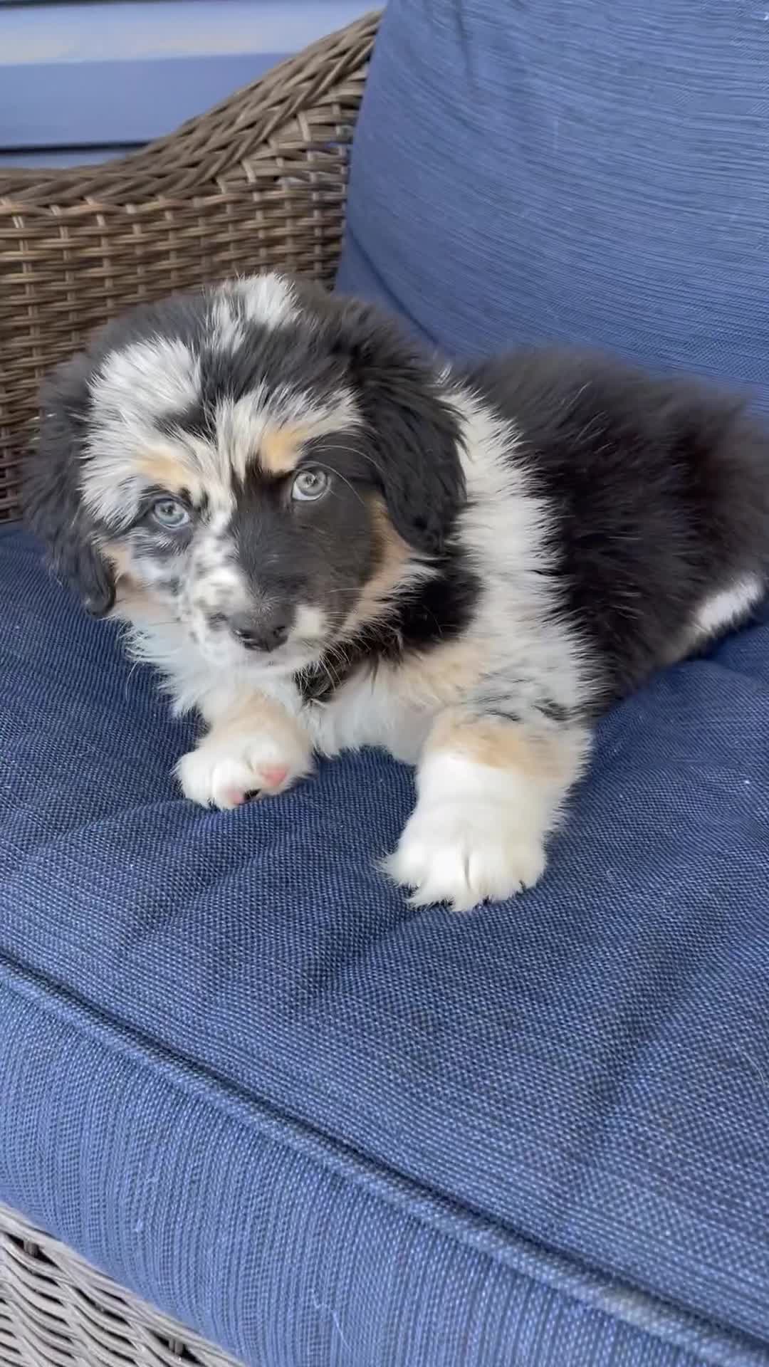 Australian Shepherd dogs for sale: Sheira - Video 1