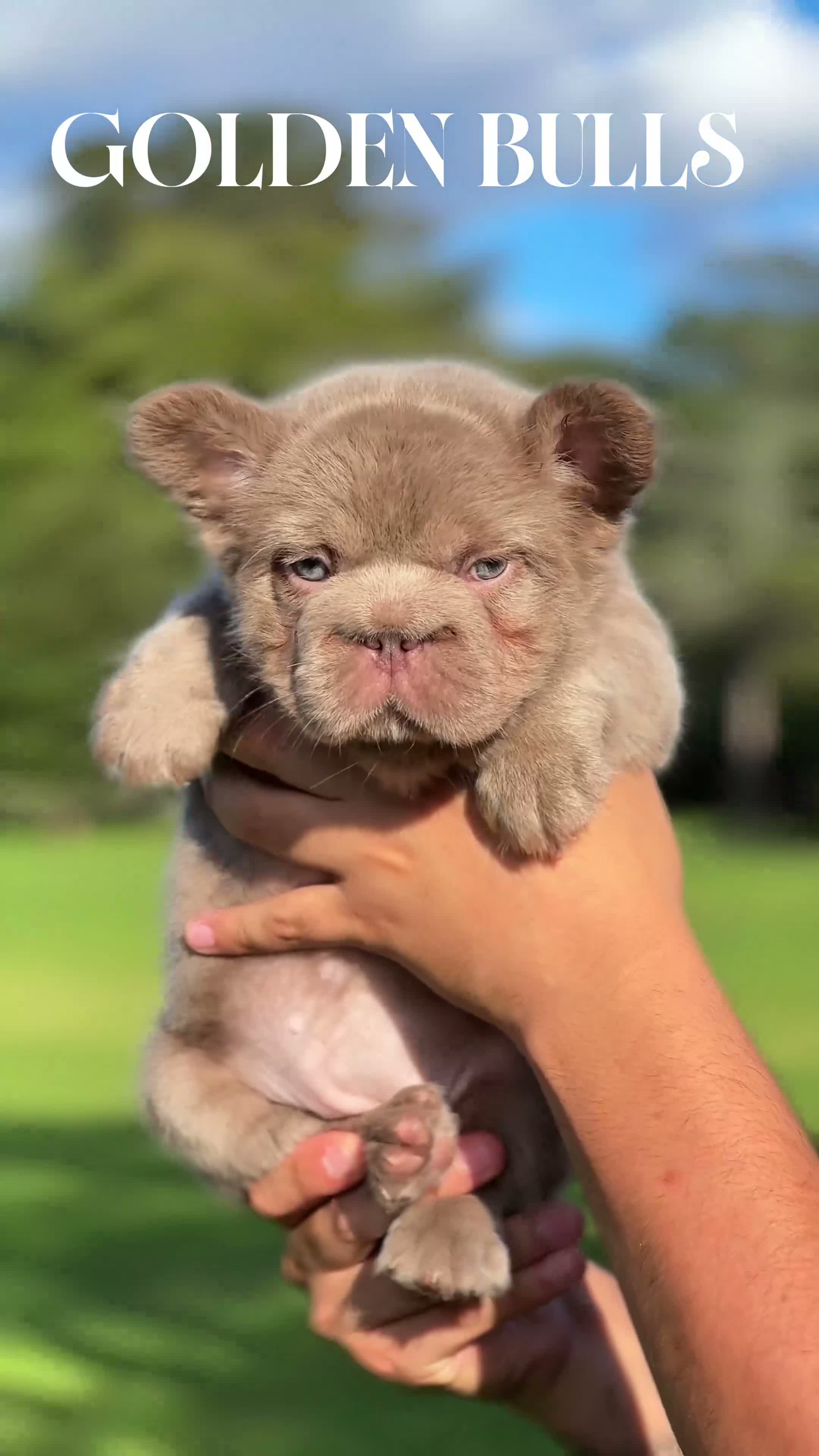 French Bulldog dogs for sale: ⭐️STAR🩷⭐️( Isabella Floodle big rope fluffy  - Video 1