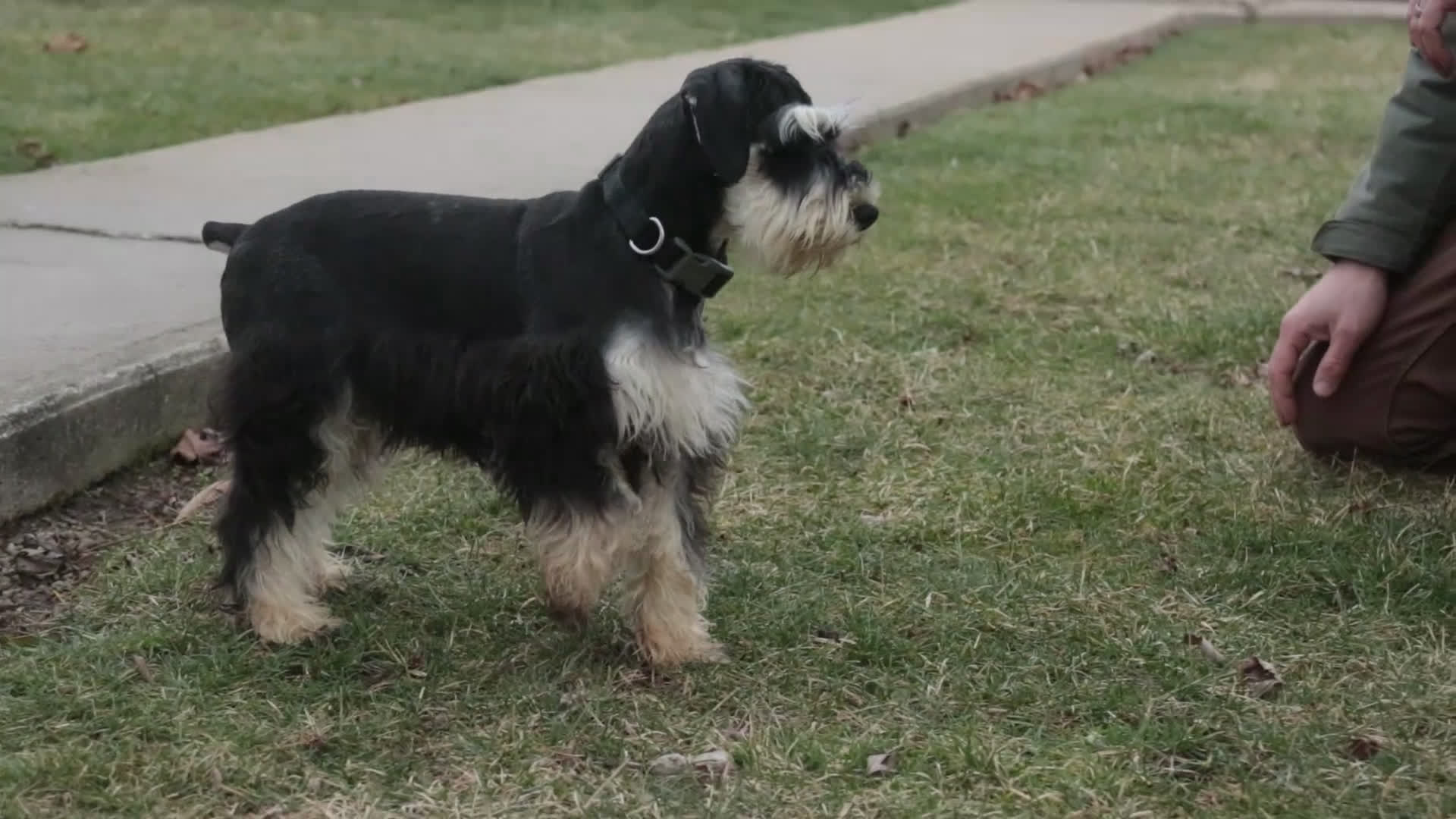 Miniature Schnauzer dogs for sale: Frederic - Video 1